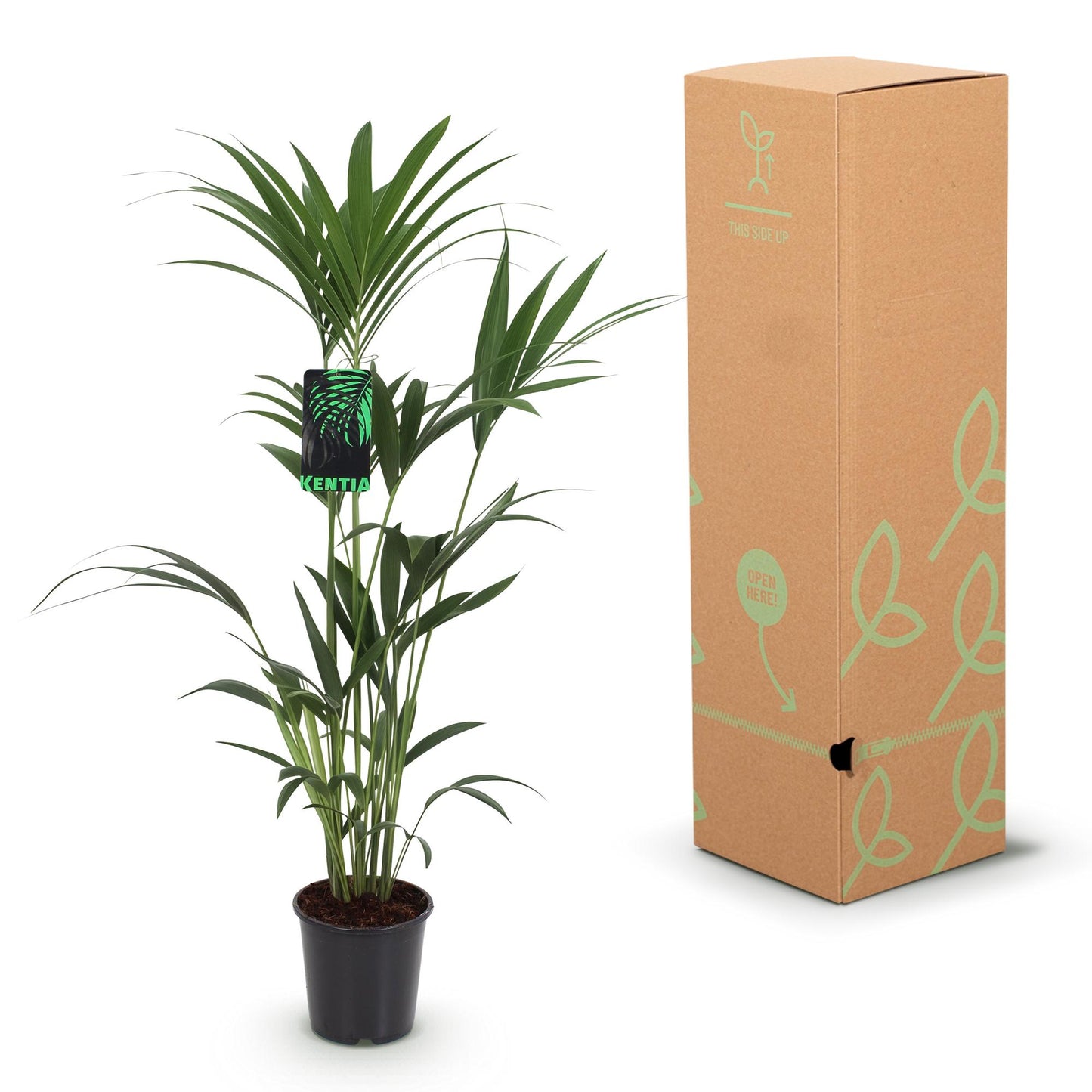 Green boutiQ - Kamerplant - Howea Forsteriana - Kentia Palm - Weinig Onderhoud - Groen - 1 Plant - met Potter Wit - Pot 21cm - Hoogte 120-130cm