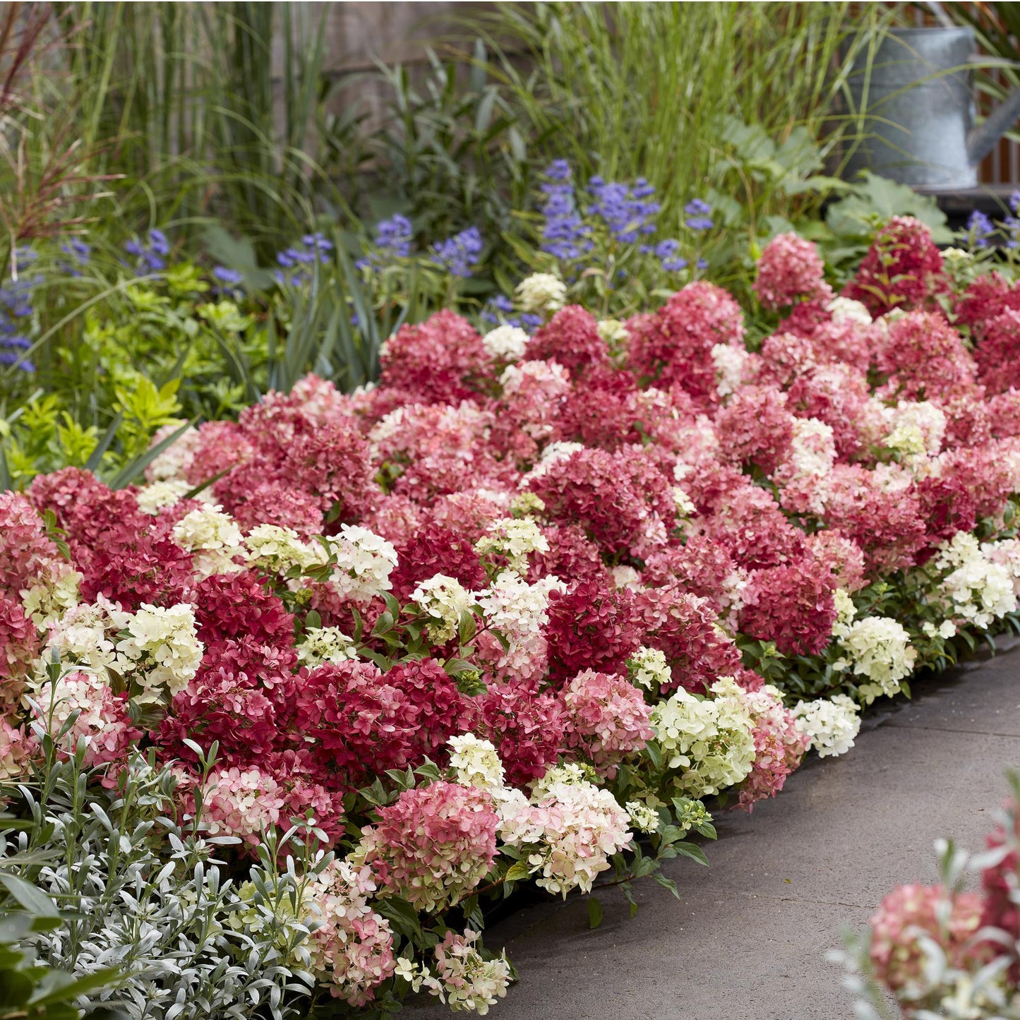 Green boutiQ - Tuinplant - Hydrangea panniculata Groundbreaker Ruby - Pluimhortensia - Winterhard - Rood - 8 Planten - Pot 14cm - Hoogte 20-25cm