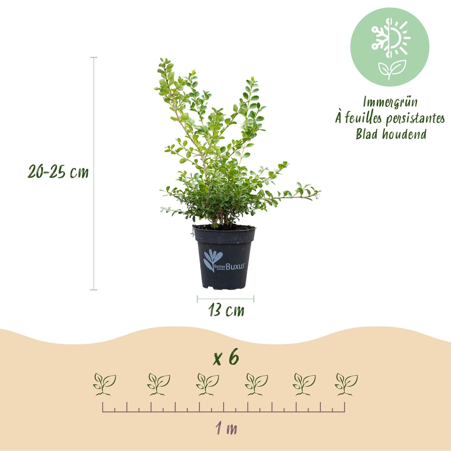 Green boutiQ - Buxus Haag - BetterBuxus Babylon Beauty - Resistant tegen de Buxus schimmel - 6 planten - 1 strekkende meter - pot 13cm hoogte 30-35