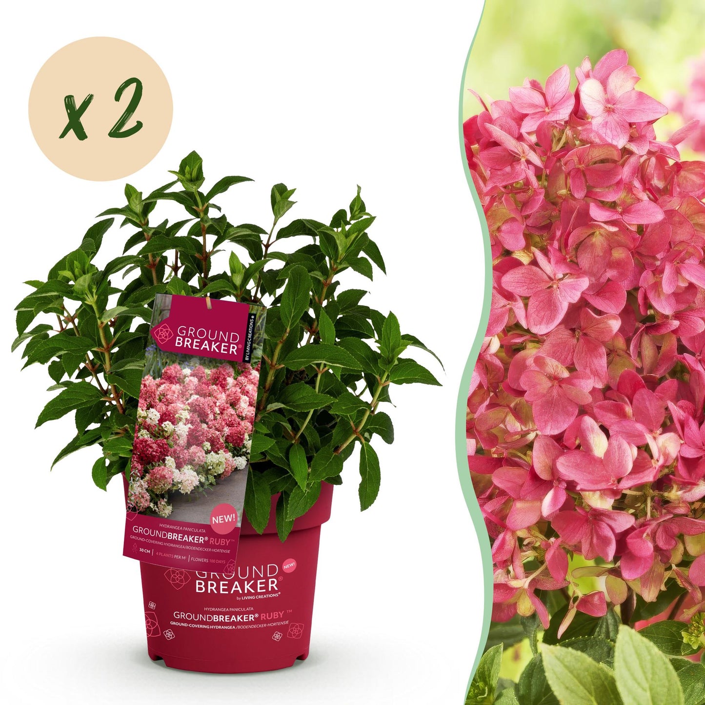 Green boutiQ - Tuinplant - Hydrangea panniculata Groundbreaker Ruby - Pluimhortensia - Winterhard - Rood - 2 Planten - Pot 14cm -Hoogte 20-25cm
