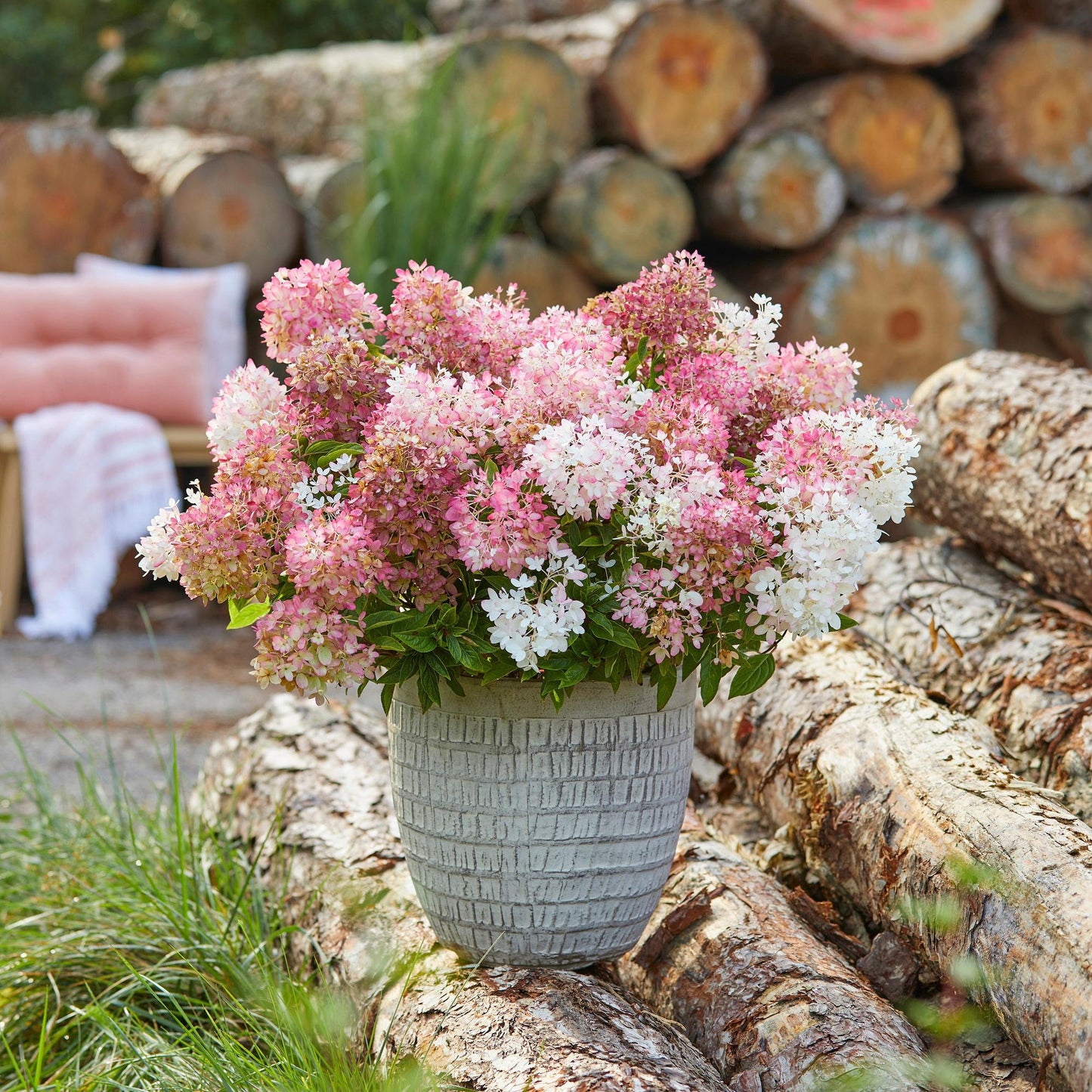 Green boutiQ - Tuinplant - Hydrangea panniculata Groundbreaker Blush - Pluimhortensia - Winterhard - Roze - 1 Plant - Pot 14cm - Hoogte 20-25cm