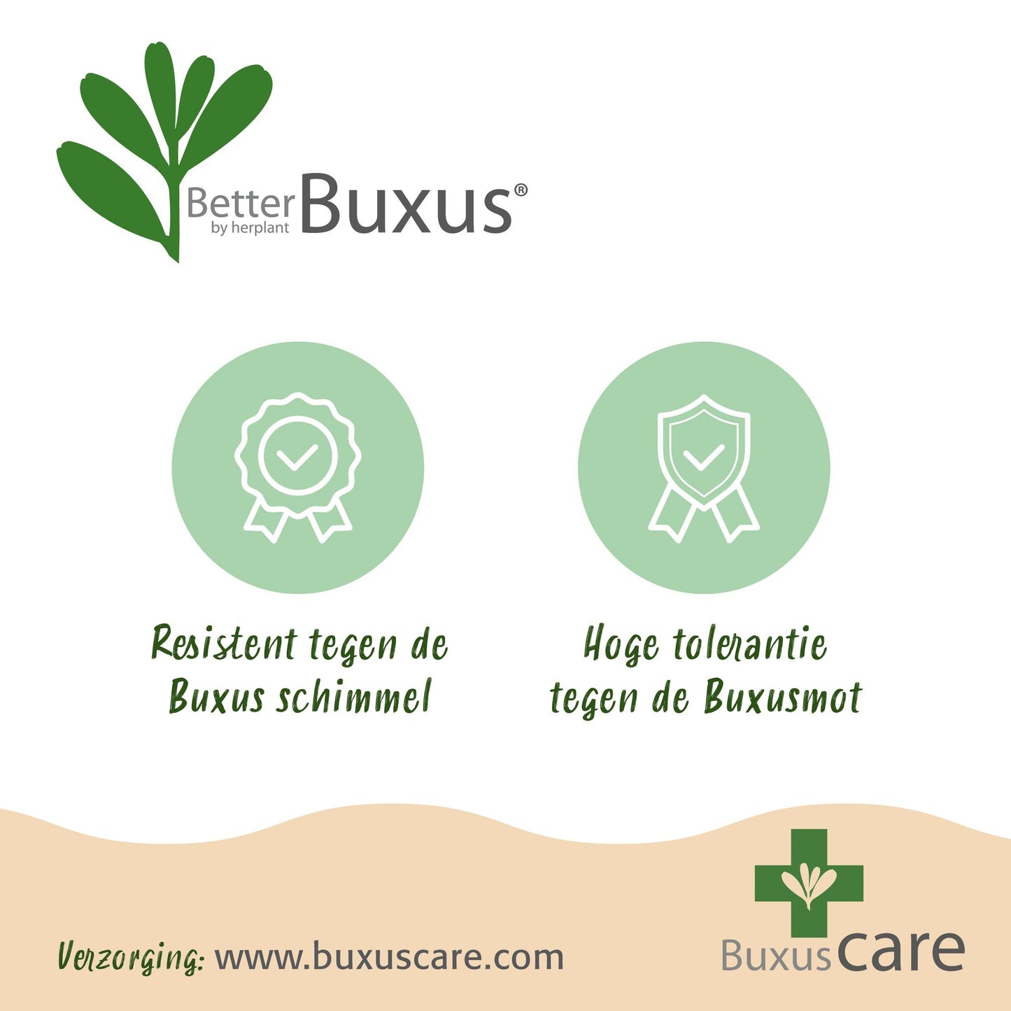 Green boutiQ - Buxus Haag - BetterBuxus Babylon Beauty - Resistant tegen de Buxus Schimmel - 7 planten - 1 strekkende meter - pot 10,5cm hoogte 25-30
