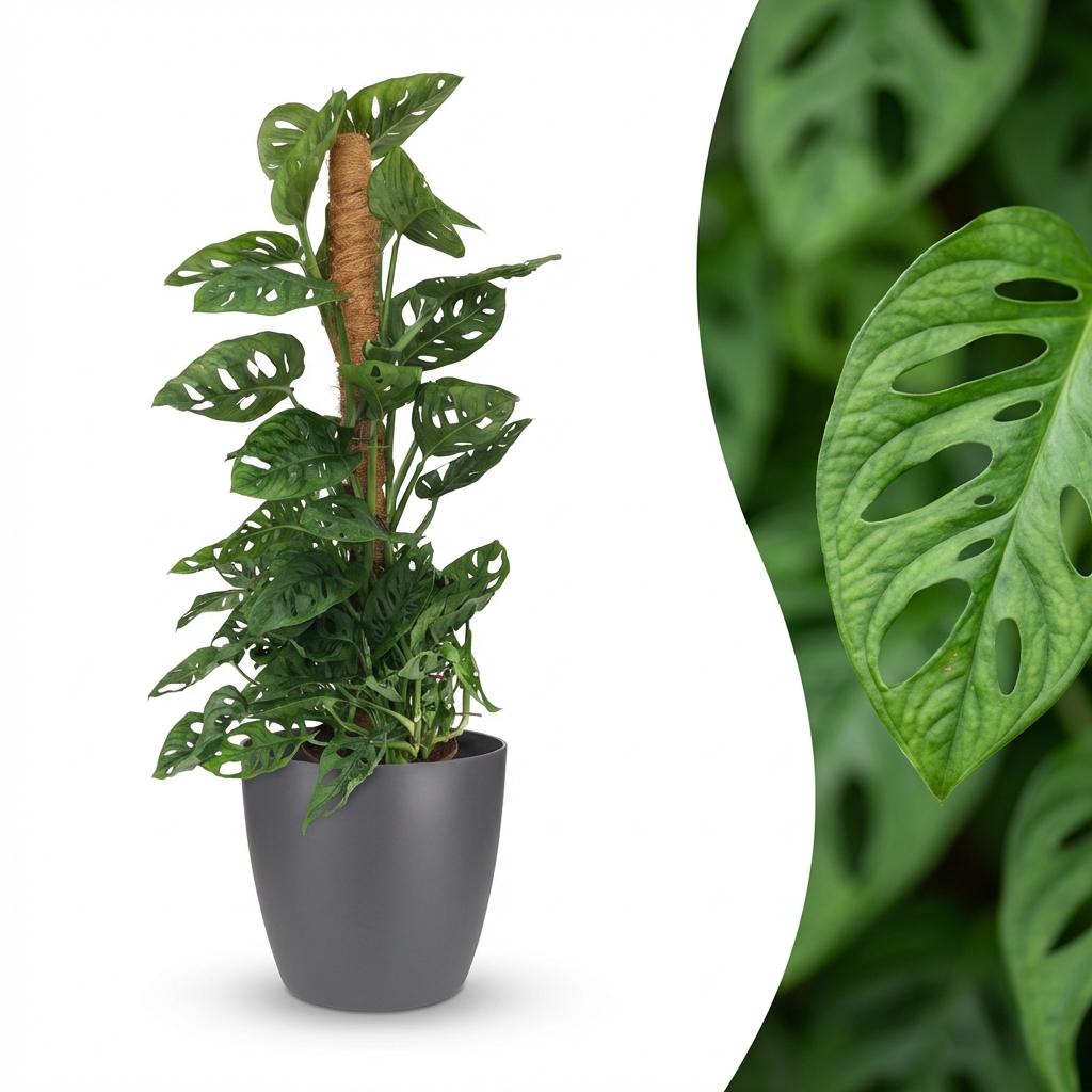 Green boutiQ - Kamerplant - Monkey Mask - Monstera Andansonii Mosstok - Groen - Weinig onderhoud - 1 Plant - met Potter Grijs - Pot 19cm - Hoogte 90cm