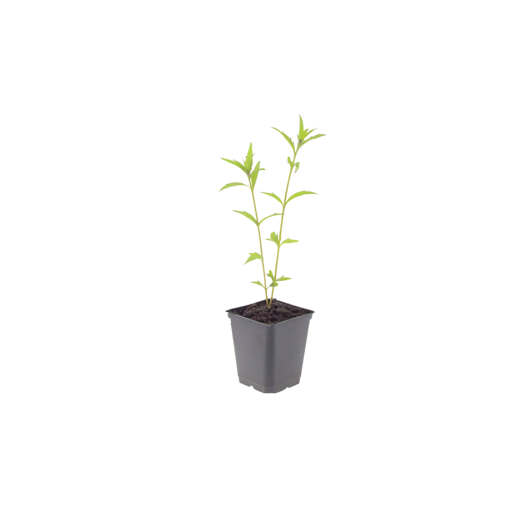48x Kalimeris incisa 'Blue Star' - ↕10-25cm - Ø9cm