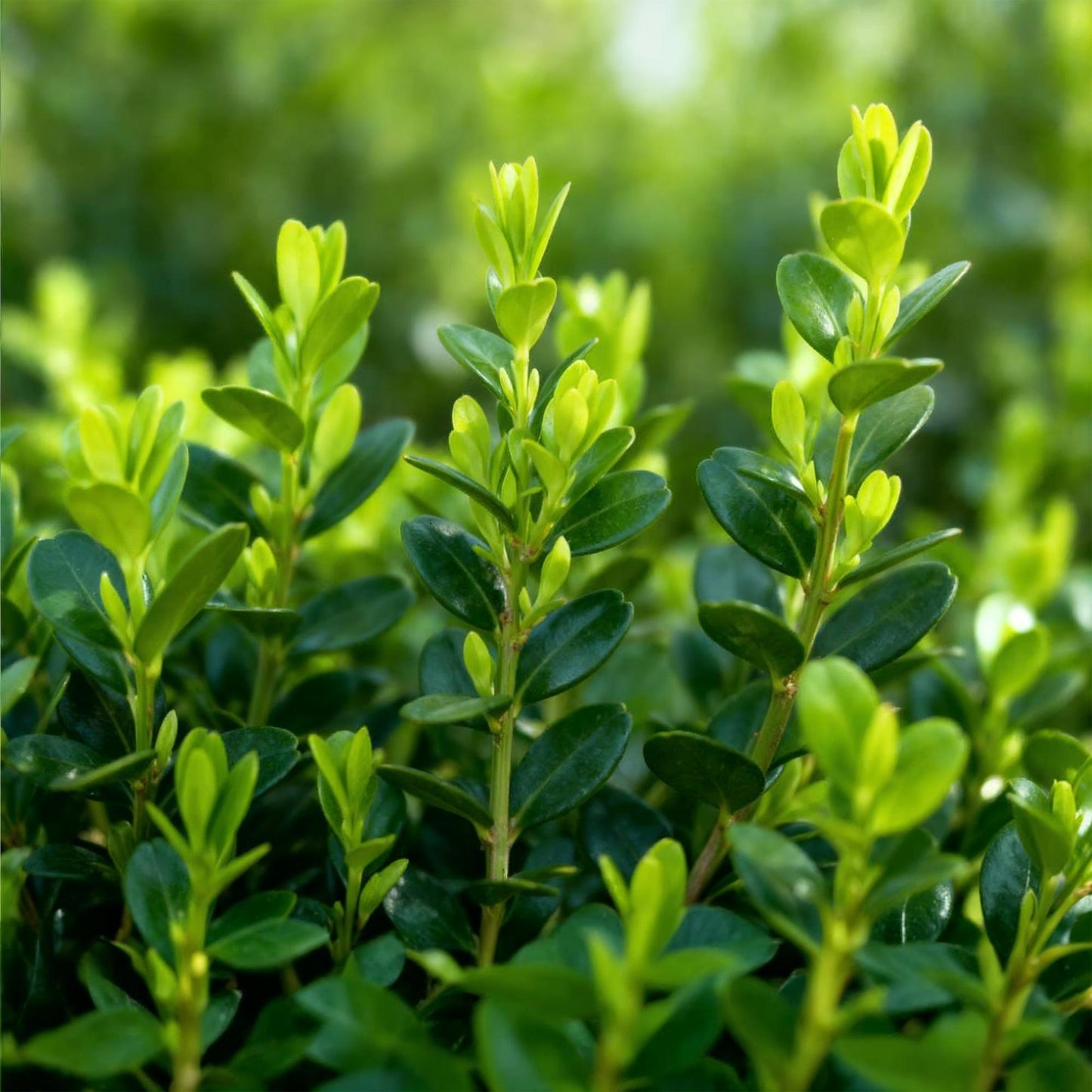 Green boutiQ - Buxus Haag - BetterBuxus Babylon Beauty - Resistant tegen de Buxus schimmel - 6 planten - 1 strekkende meter - pot 13cm hoogte 30-35