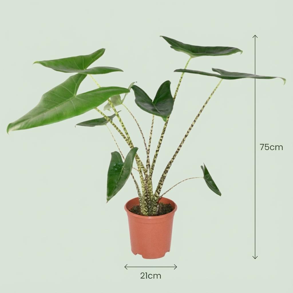 Green boutiQ - Kamerplant - Olifantsoor Zebrina - Alocasia Zebrina - Groen - Weinig onderhoud - 1 Plant - met Mand - Pot 21 cm - Hoogte 70 - 75cm