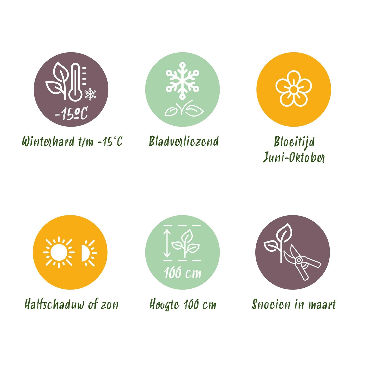 Green boutiQ - Tuinplant - Hydrangea Endles Summer The Bride - Hortensia - Winterhard - Wit - 8 Planten - Pot 14cm -Hoogte 20-25cm