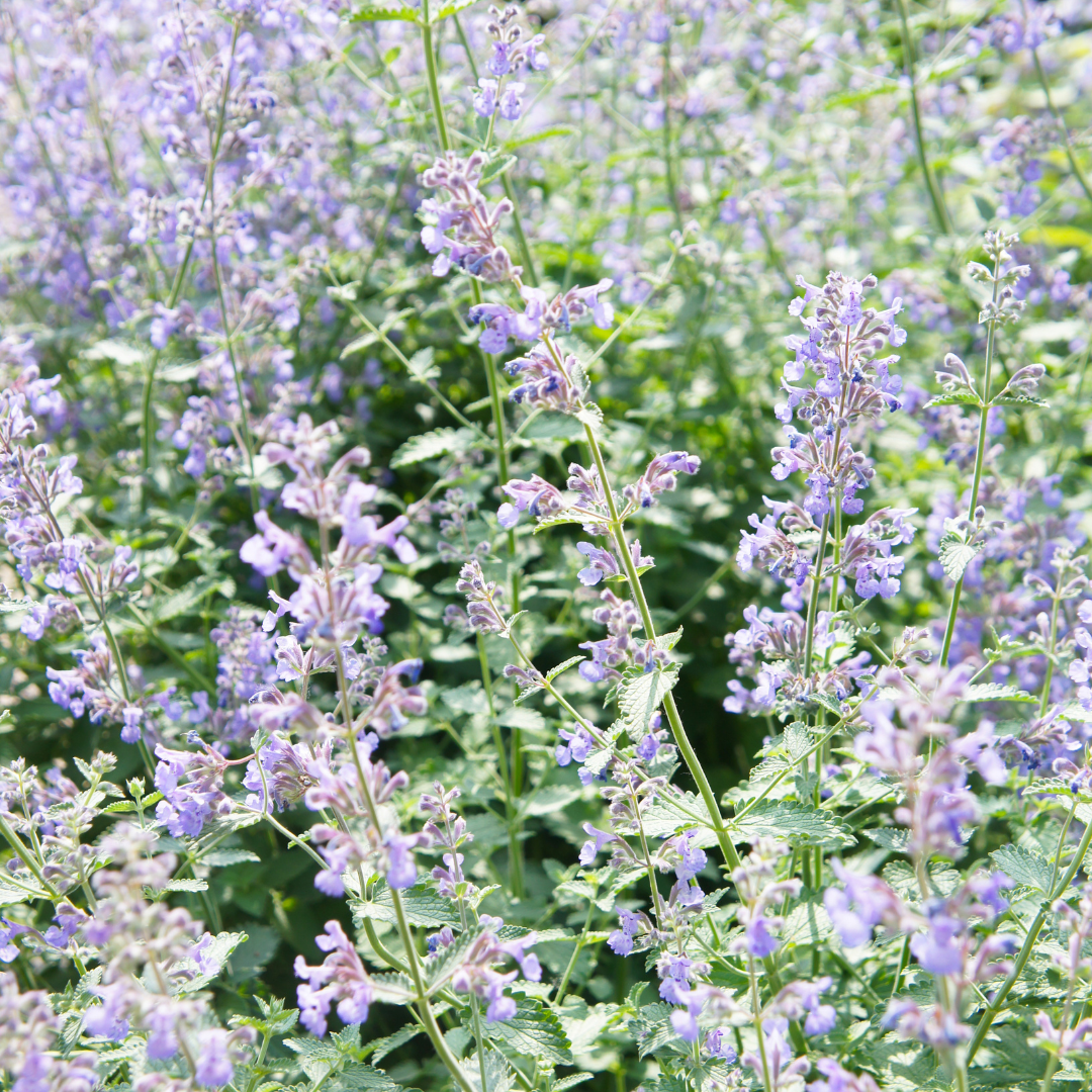 48x Nepeta faassenii - ↕10-25cm - Ø9cm