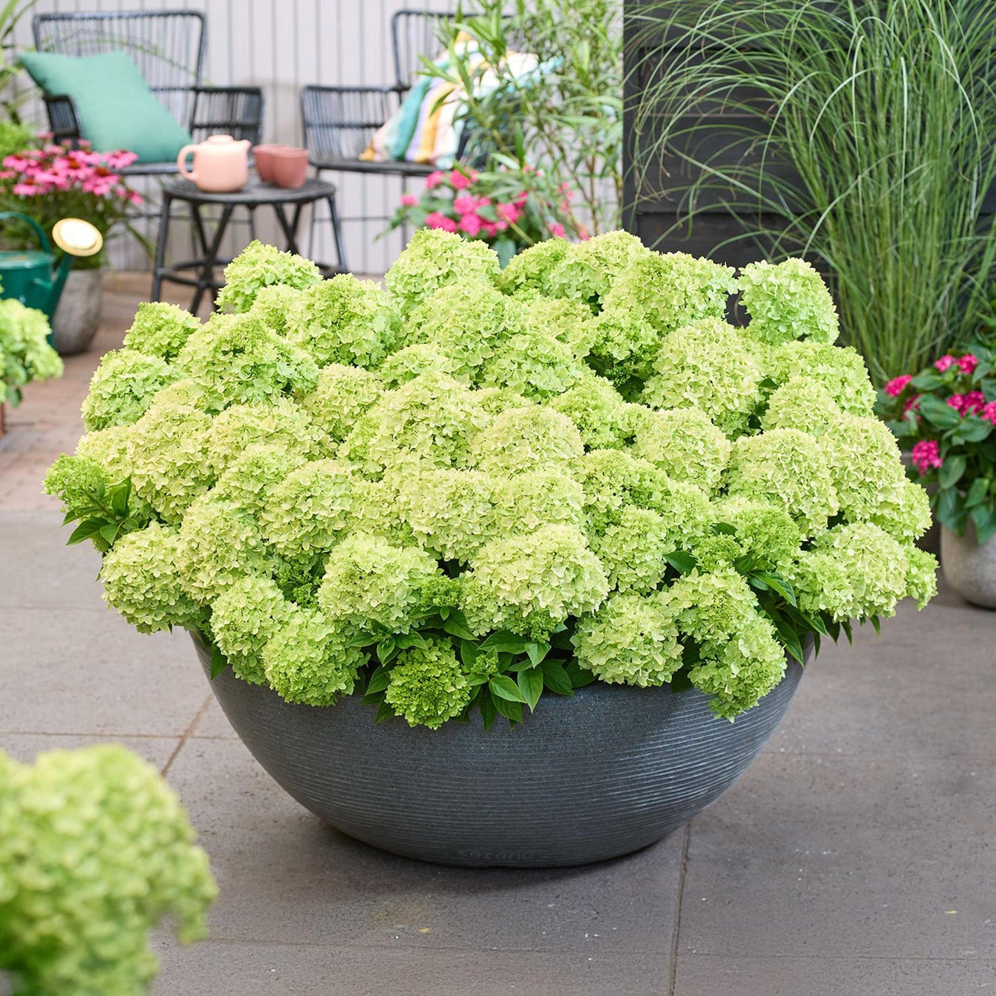 Green boutiQ - Tuinplant - Hydrangea panniculata Groundbreaker Greeny - Pluimhortensia - Winterhard - Creme - 1 Plant - Pot 14cm -Hoogte 20-25cm