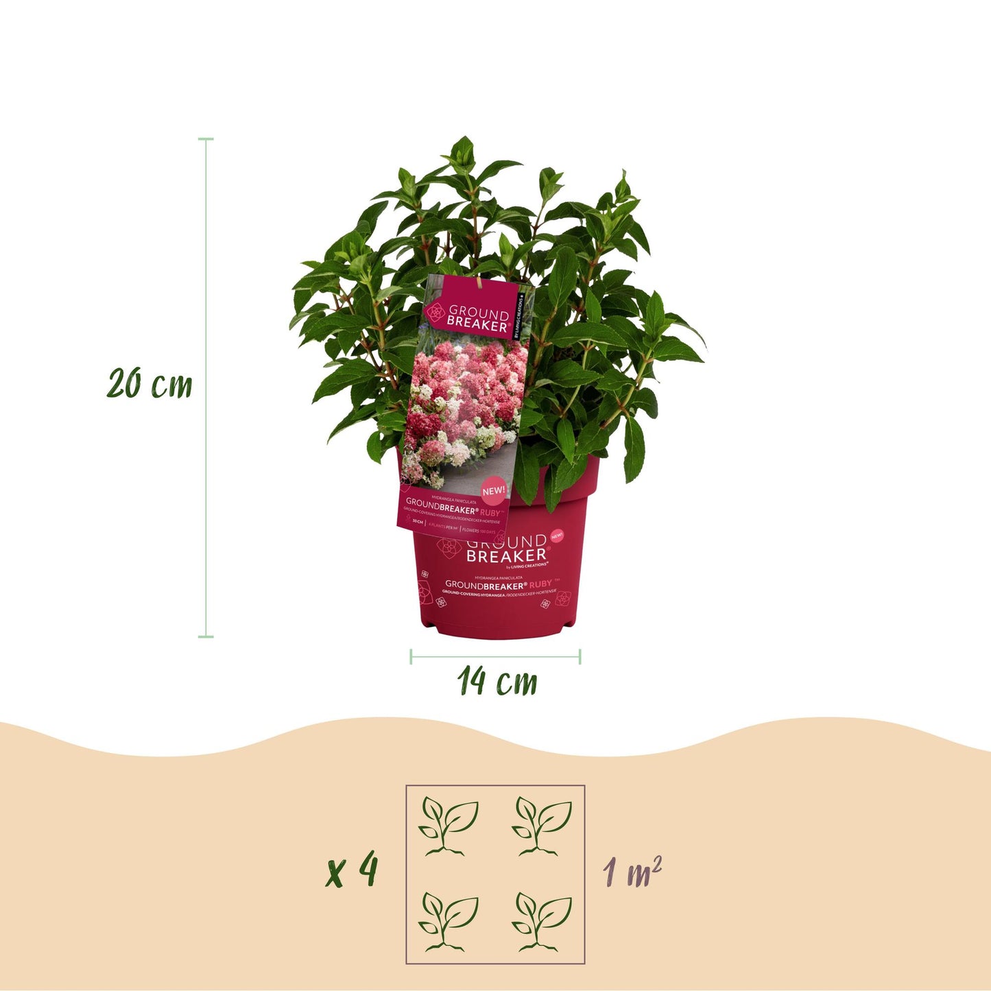 Green boutiQ - Tuinplant - Hydrangea panniculata Groundbreaker Ruby - Pluimhortensia - Winterhard - Rood - 8 Planten - Pot 14cm - Hoogte 20-25cm