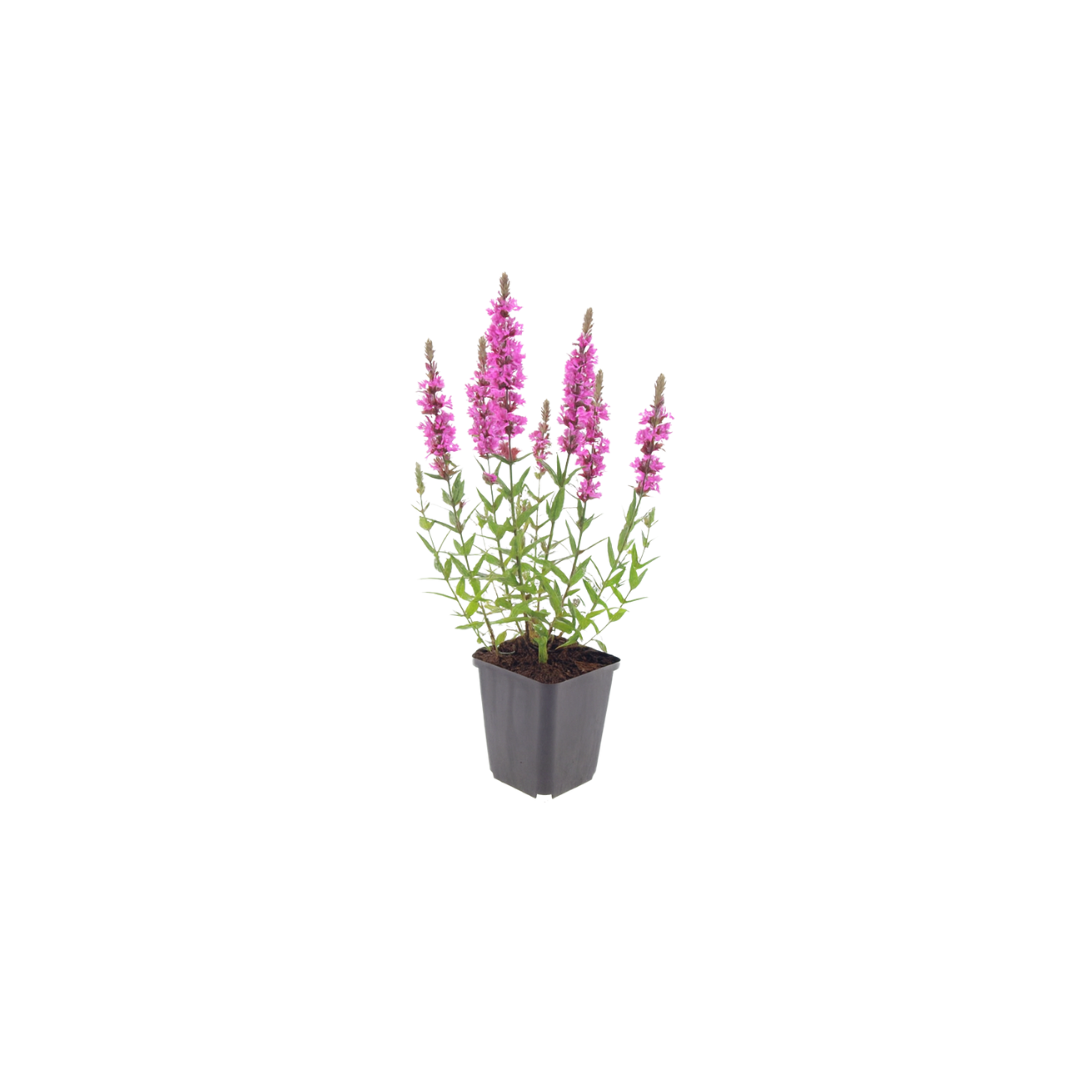 60x Lythrum salicaria - ↕10-25cm - Ø9cm