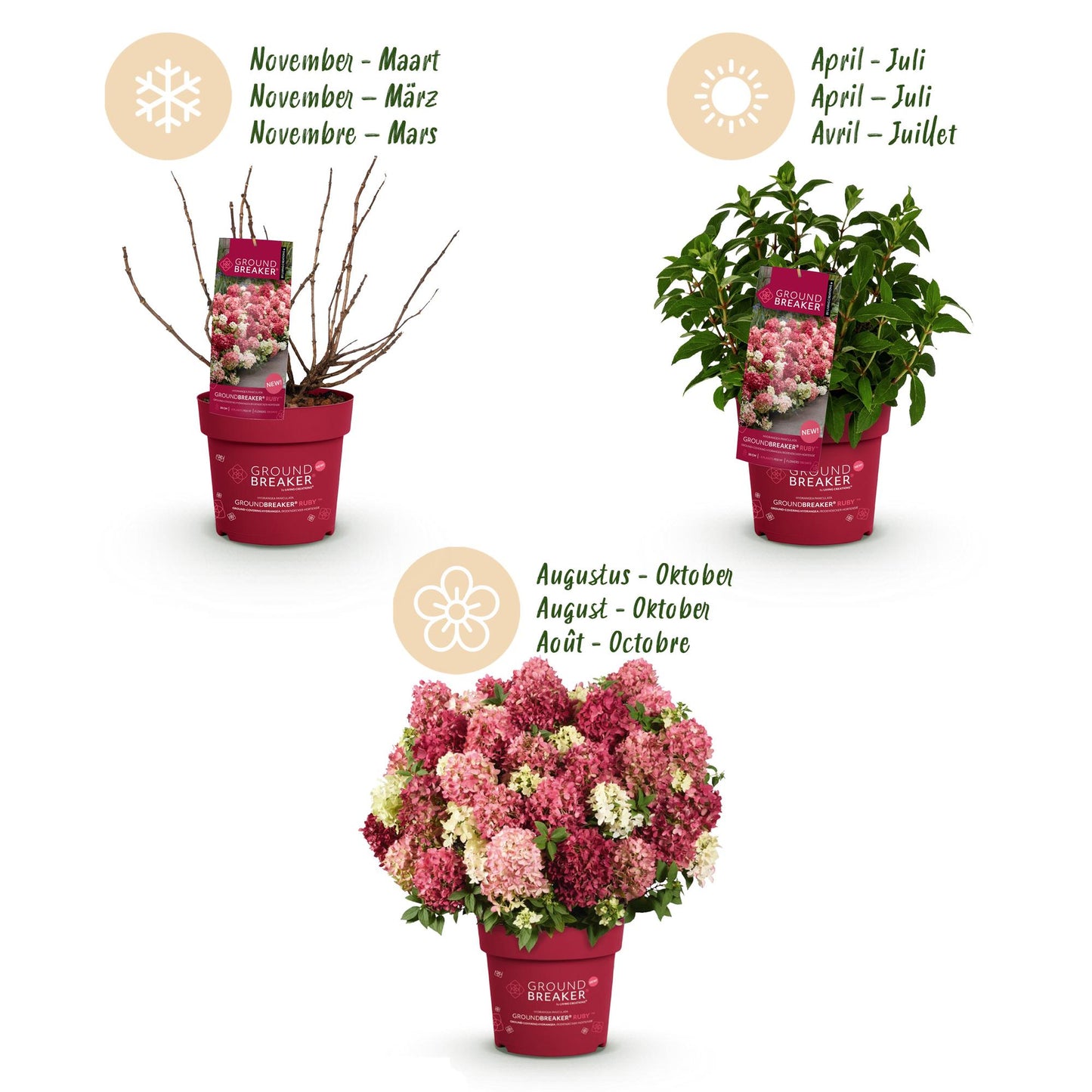 Green boutiQ - Tuinplant - Hydrangea panniculata Groundbreaker Ruby - Pluimhortensia - Winterhard - Rood - 8 Planten - Pot 14cm - Hoogte 20-25cm