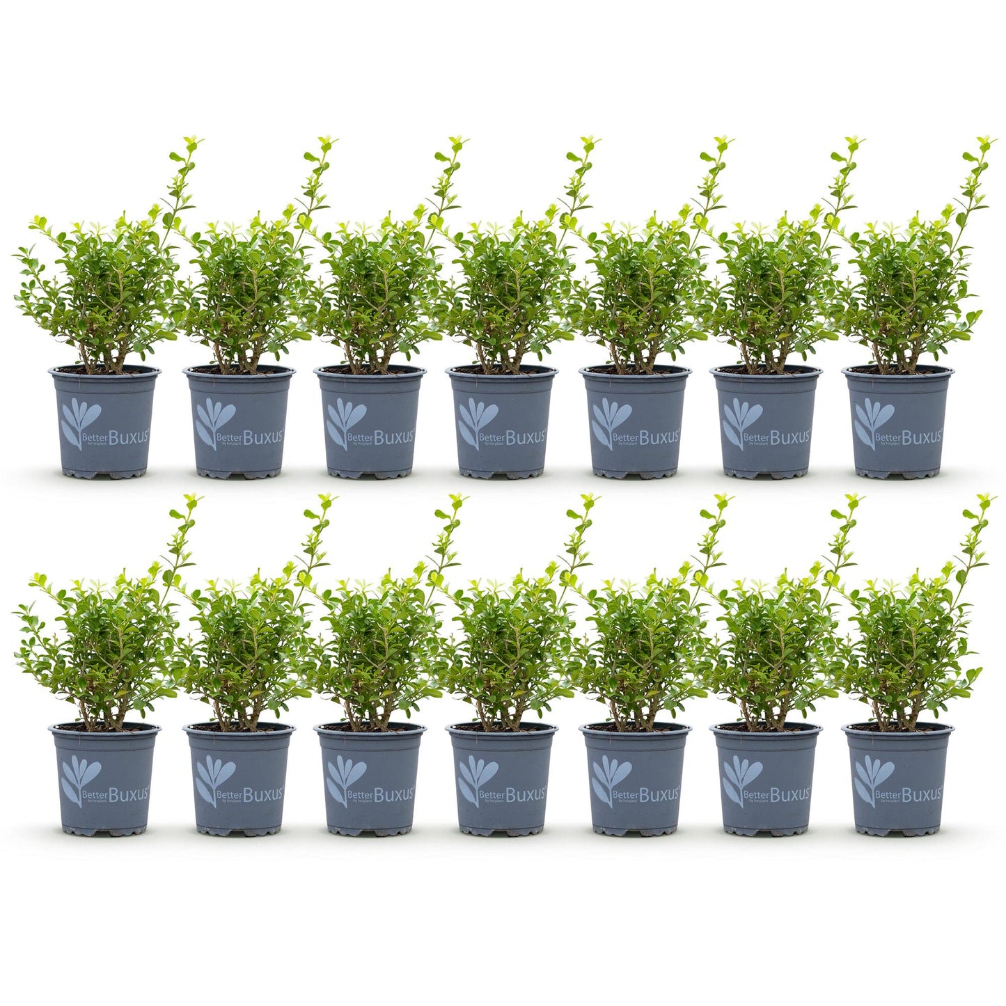 Green boutiQ - Buxus Haag - BetterBuxus Babylon Beauty - Resistant tegen de Buxus Schimmel - 14 planten - 2 strekkende meter - pot 10,5cm hoogte 25-30