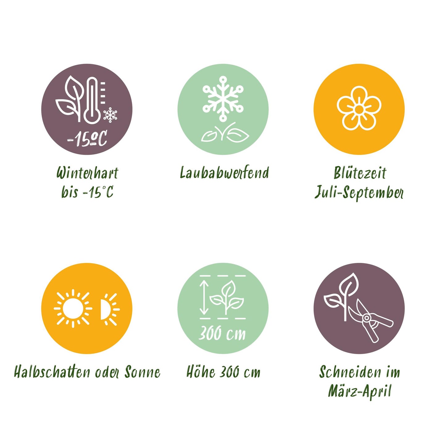 Green boutiQ - Tuinplant - Hibiscus syriacus Hamabo - Tuin Hibiscus - Winterhard - Wit - Roze - 3 Planten - Pot 17cm - Hoogte 45cm