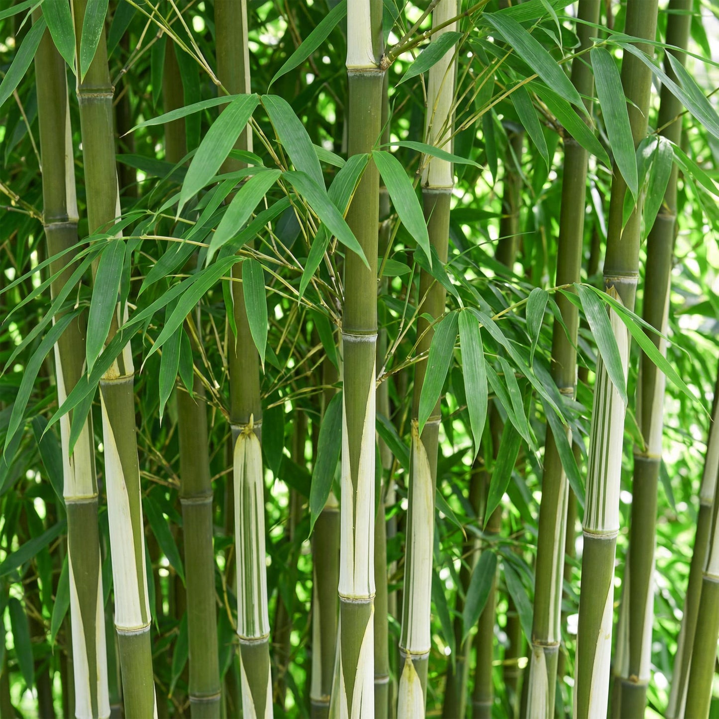 Green boutiQ - Grassen - Fargesia robusta Pingwu - Niet Woekerende Bamboe - Bladhoudend - Groen - 2 Planten - Pot 23 cm - Hoogte 80 cm