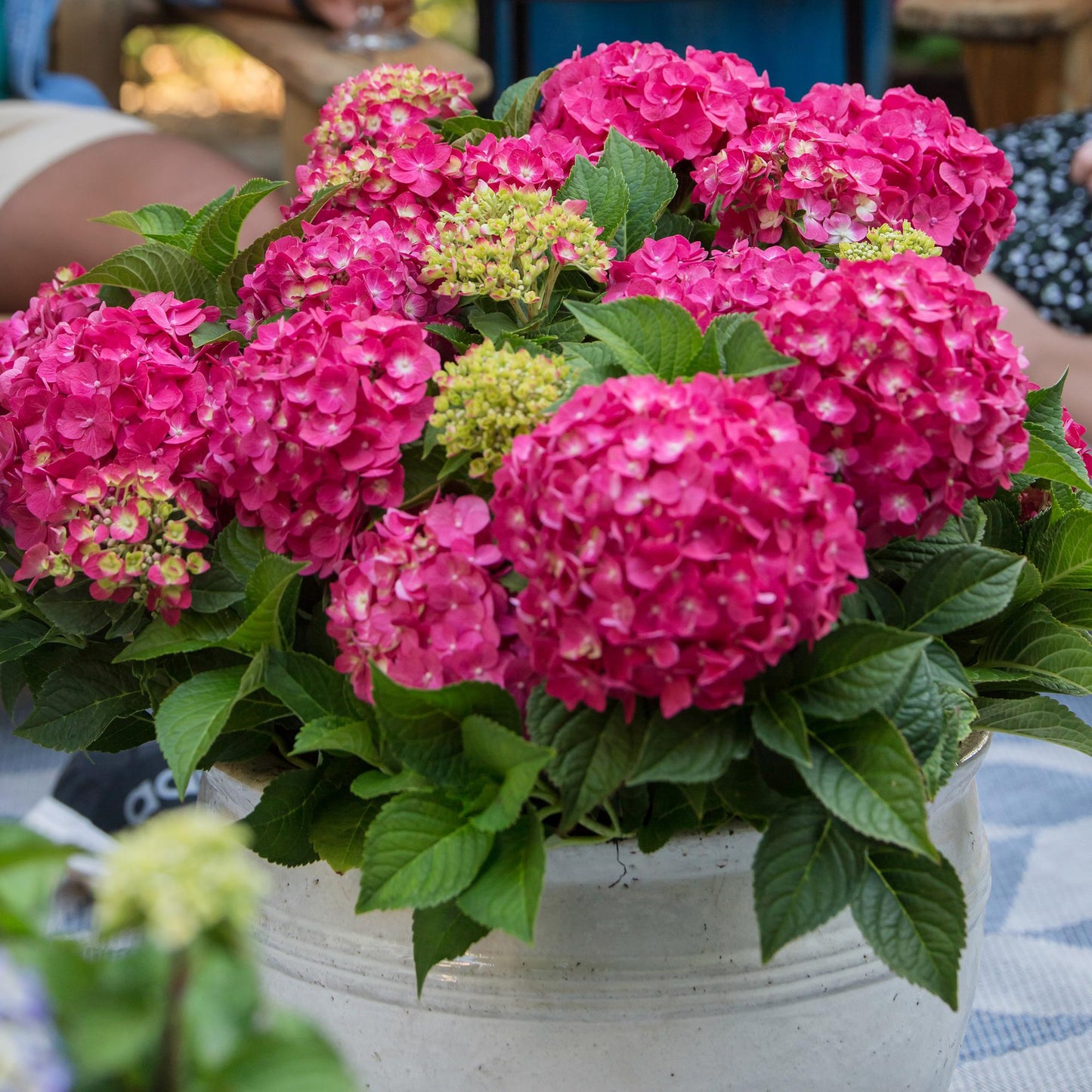 Green boutiQ - Tuinplant - Hydrangea Endles Summer Summer Love Red - Hortensia - Winterhard - Rood - 1 Plant - Pot 14cm - Hoogte 20-25cm