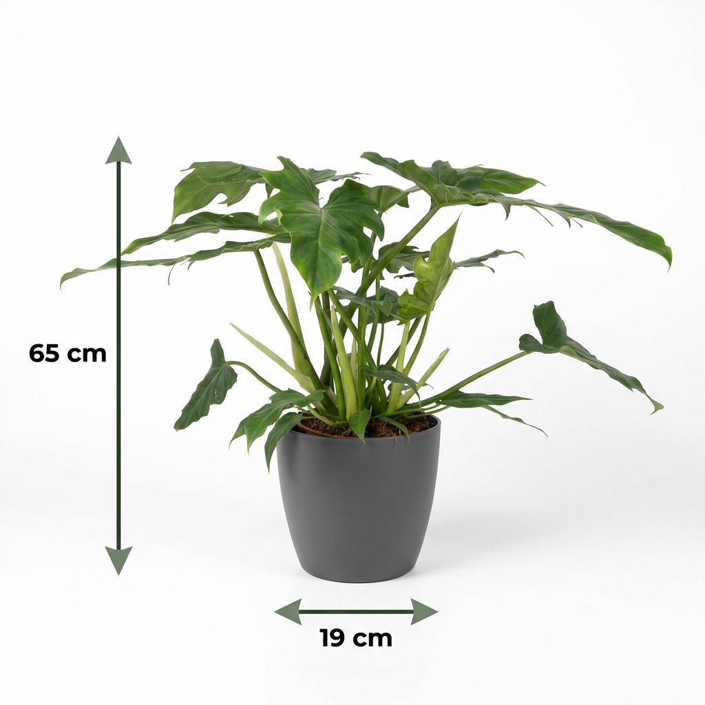 Green boutiQ - Kamerplant - Philodendron - Philodendron Lacerum - Groen - Weinig onderhoud - 1 Plant - met Potter Grijs - Pot 19cm - Hoogte 65cm