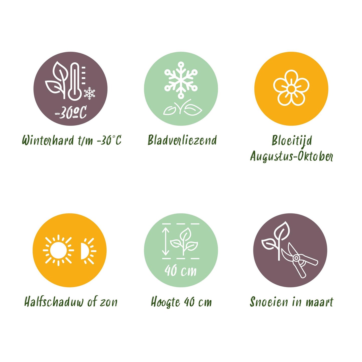 Green boutiQ - Tuinplant - Hydrangea panniculata Groundbreaker Blush - Pluimhortensia - Winterhard - Roze - 4 Planten - Pot 14cm - Hoogte 20-25cm
