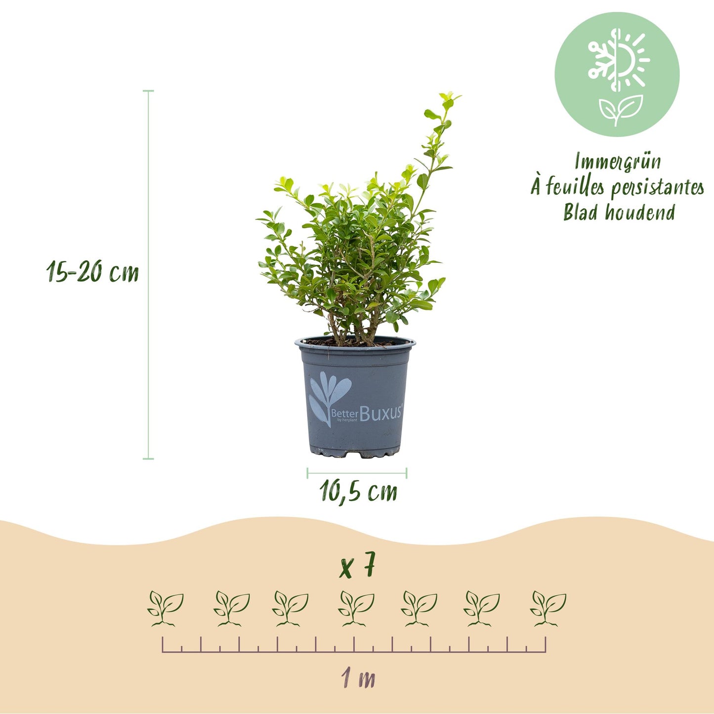 Green boutiQ - Buxus Haag - BetterBuxus Babylon Beauty - Resistant tegen de Buxus Schimmel - 14 planten - 2 strekkende meter - pot 10,5cm hoogte 25-30