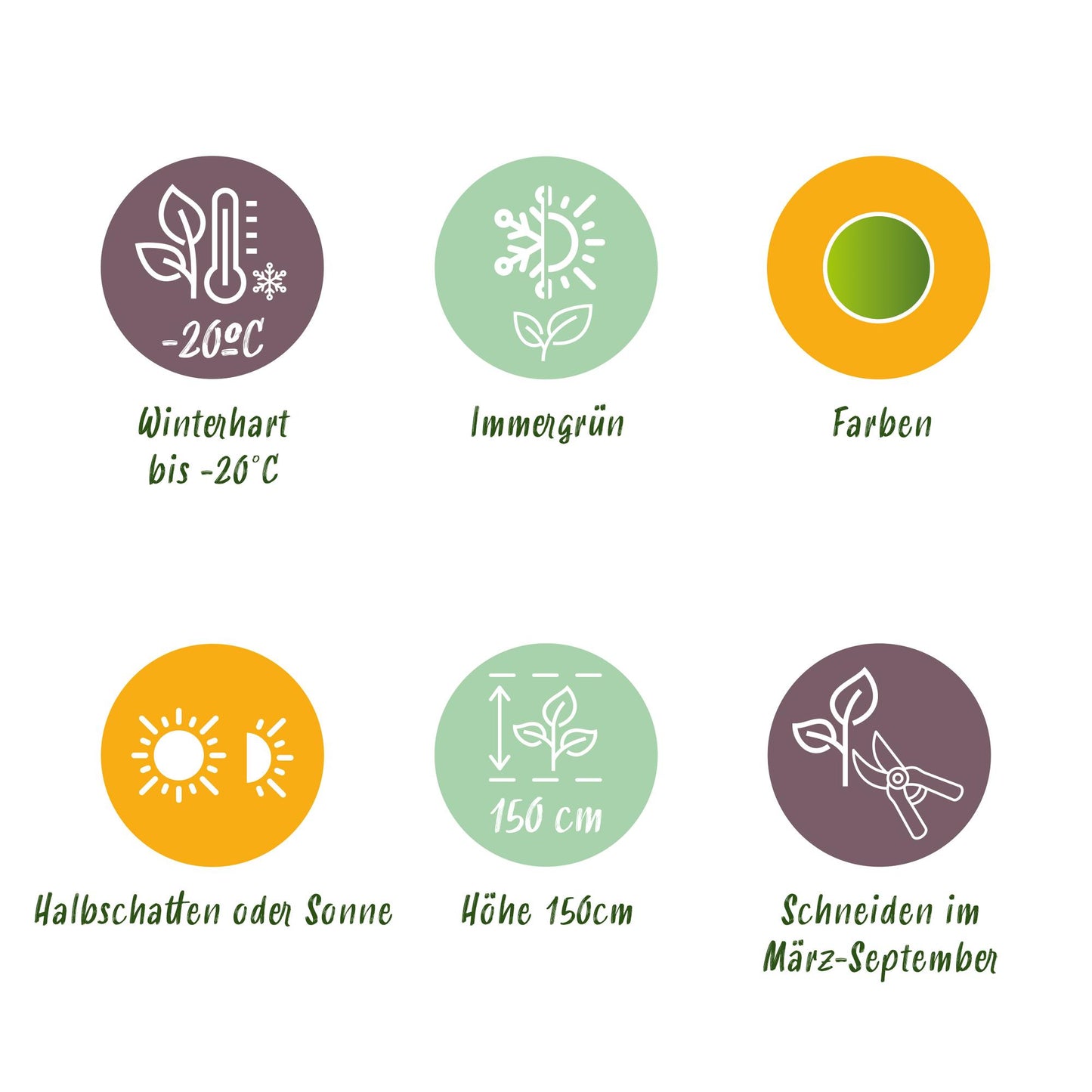 Green boutiQ - Buxus Haag - BetterBuxus Babylon Beauty - Resistant tegen de Buxus schimmel - 4 planten - 1 strekkende meter - pot 19cm hoogte 50-55