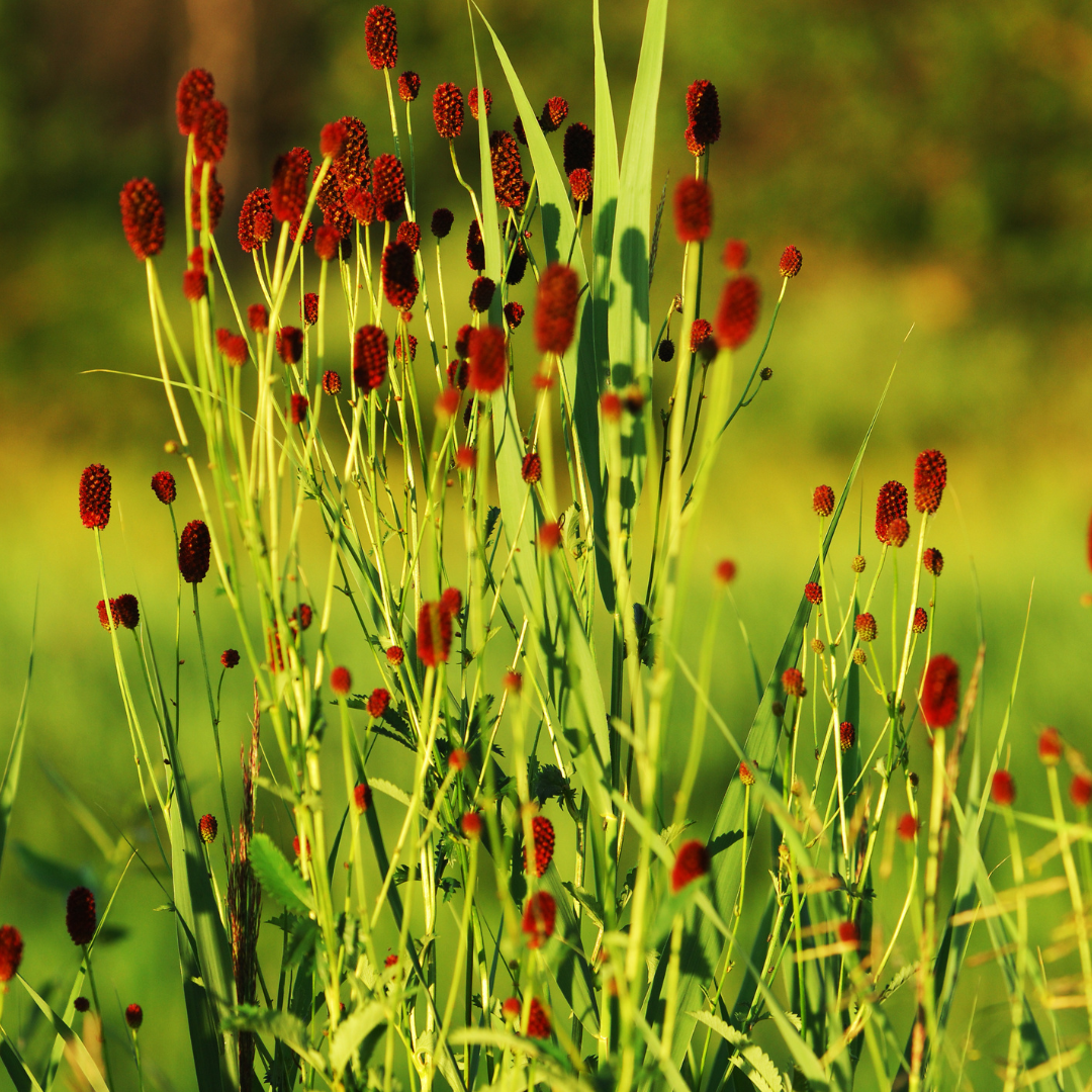 12x Sanguisorba o. 'Tanna' - ↕10-25cm - Ø9cm