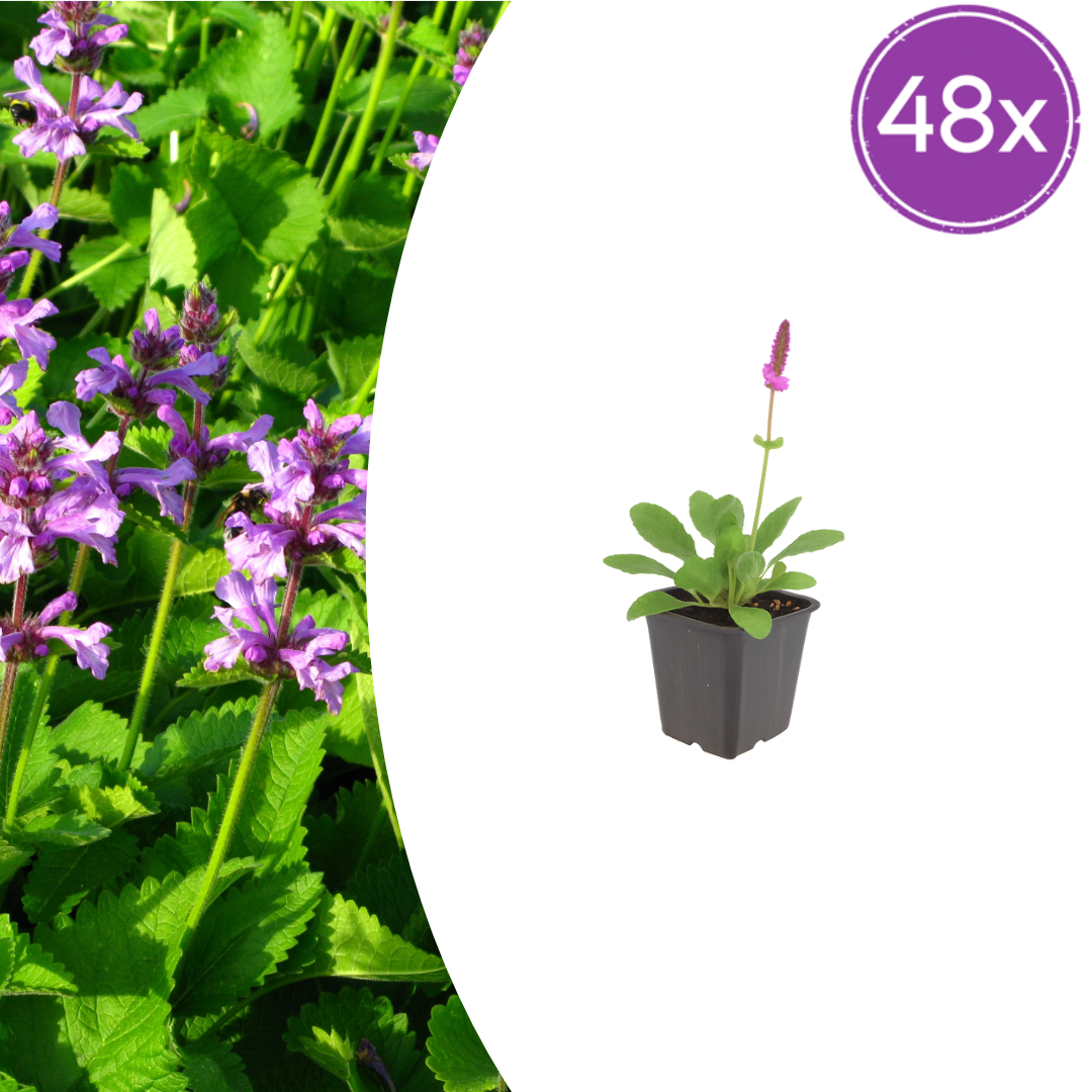 48x Stachys mon. 'Hummelo' - ↕10-25cm - Ø9cm