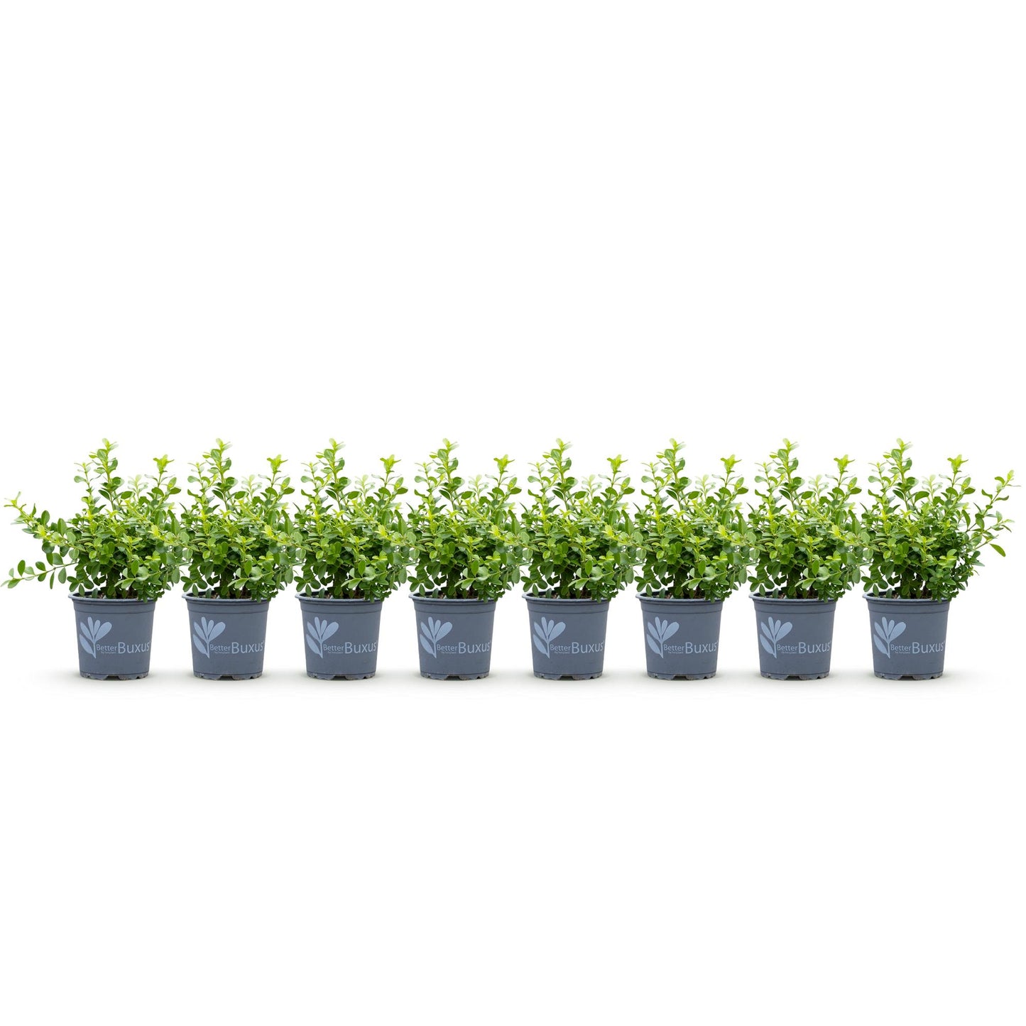 Green boutiQ - Buxus Haag - BetterBuxus Babylon Beauty - Resistant tegen de Buxus schimmel - 8 planten - 1 strekkende meter - pot 9cm hoogte 20-25