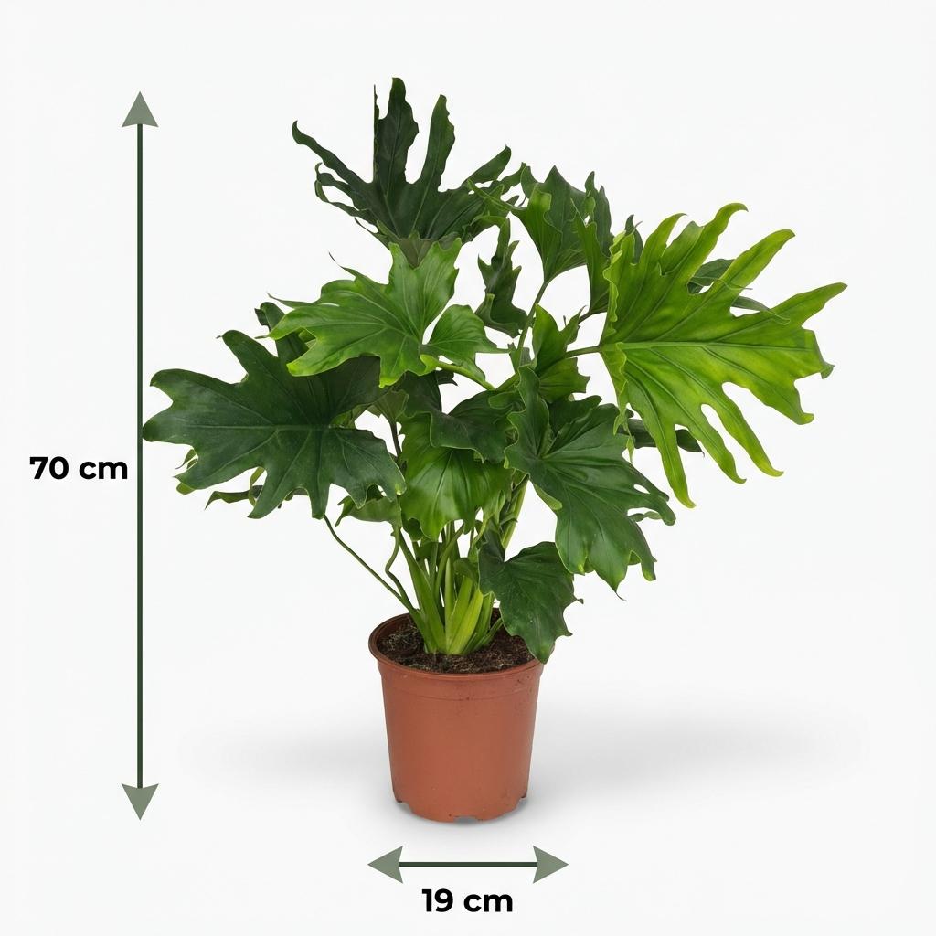 Green boutiQ - Kamerplant - Philodendron - Philodendron Lickety split - Groen - Weinig onderhoud - 1 Plant - Pot 19cm - Hoogte 70cm