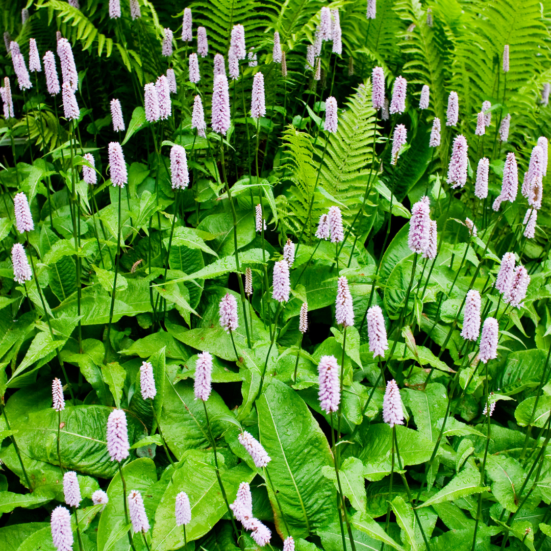 48x Persicaria a. 'Alba' - ↕10-25cm - Ø9cm