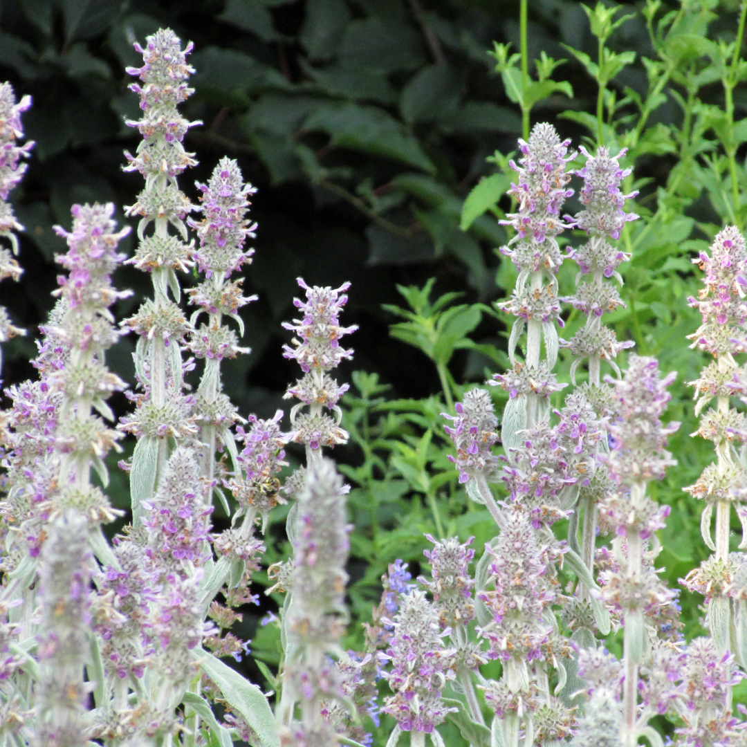 60x Stachys byzantina 'Silver Carpet' - ↕10-25cm - Ø9cm