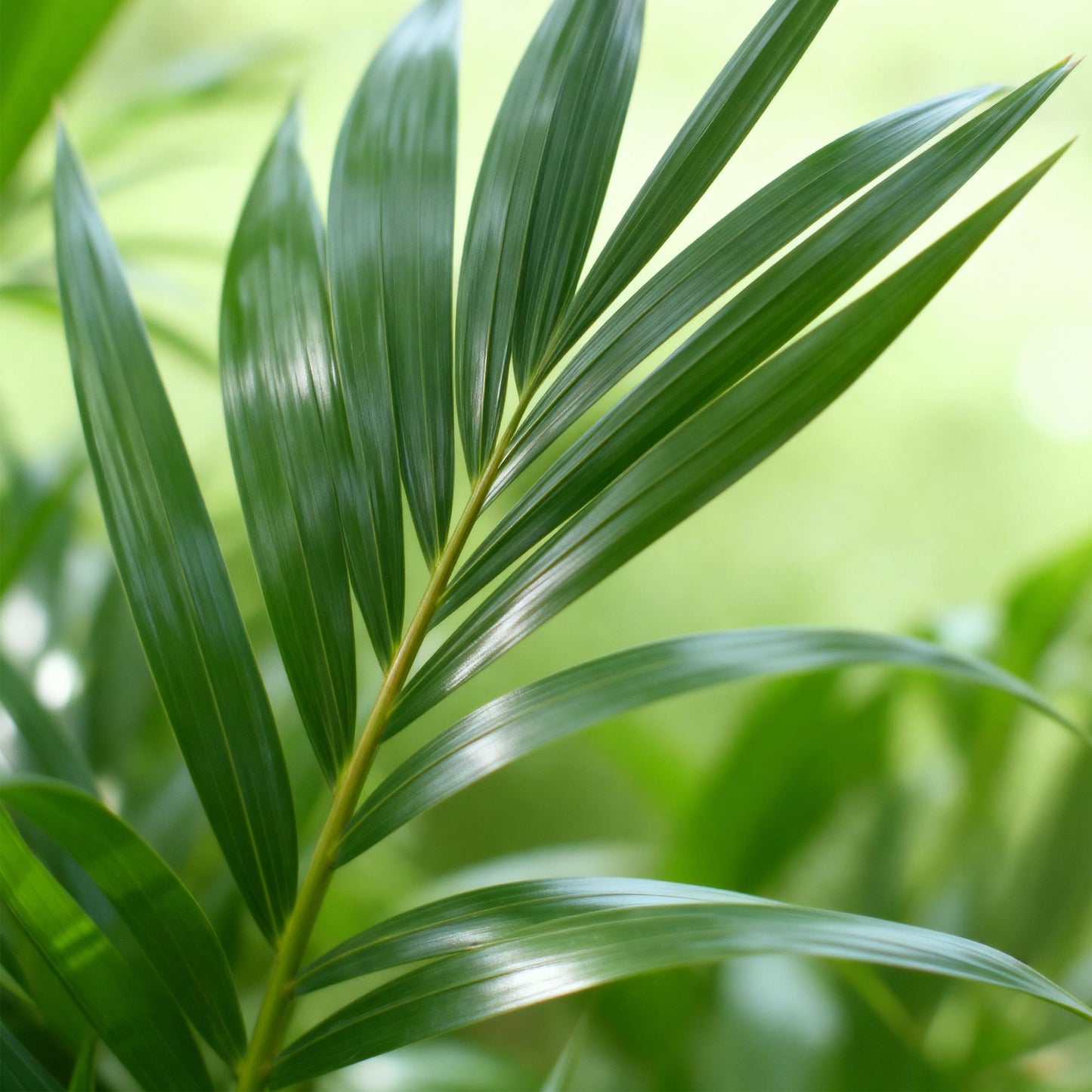 Green boutiQ - Kamerplant - Howea Forsteriana - Kentia Palm - Weinig Onderhoud - Groen - 1 Plant - met Potter Grijs - Pot 21cm - Hoogte 120-130cm