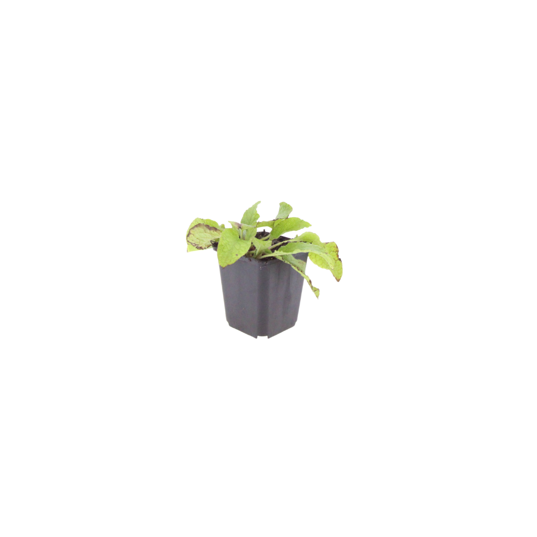 60x Symphytum grand. 'Wisley Blue' - ↕10-25cm - Ø9cm