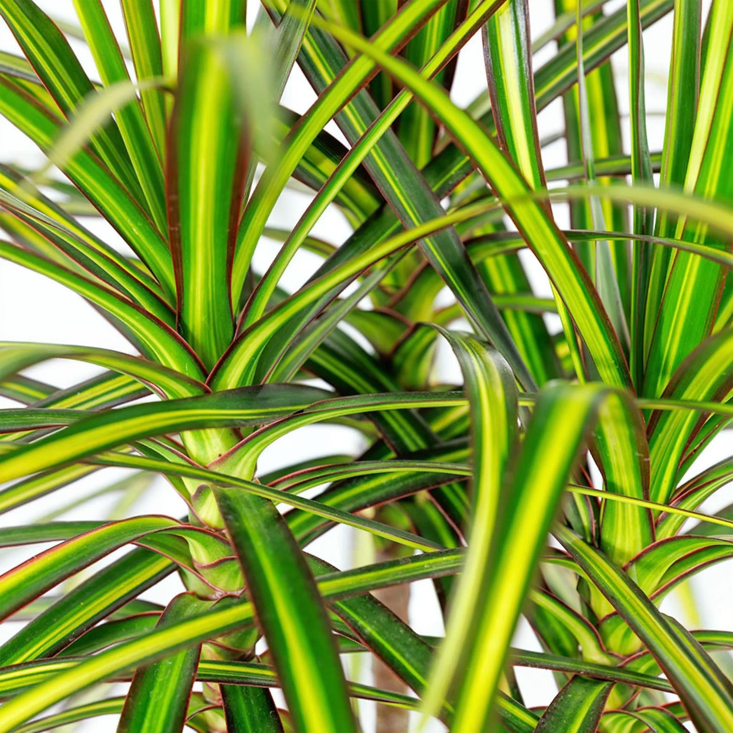 Green BoutiQ - Kamerplanten - Dracaena Sunray - Drakenbloedboom - Weinig onderhoud - Groen - 1 Plant - met Potter Wit - Pot 21cm - Hoogte 90-100cm
