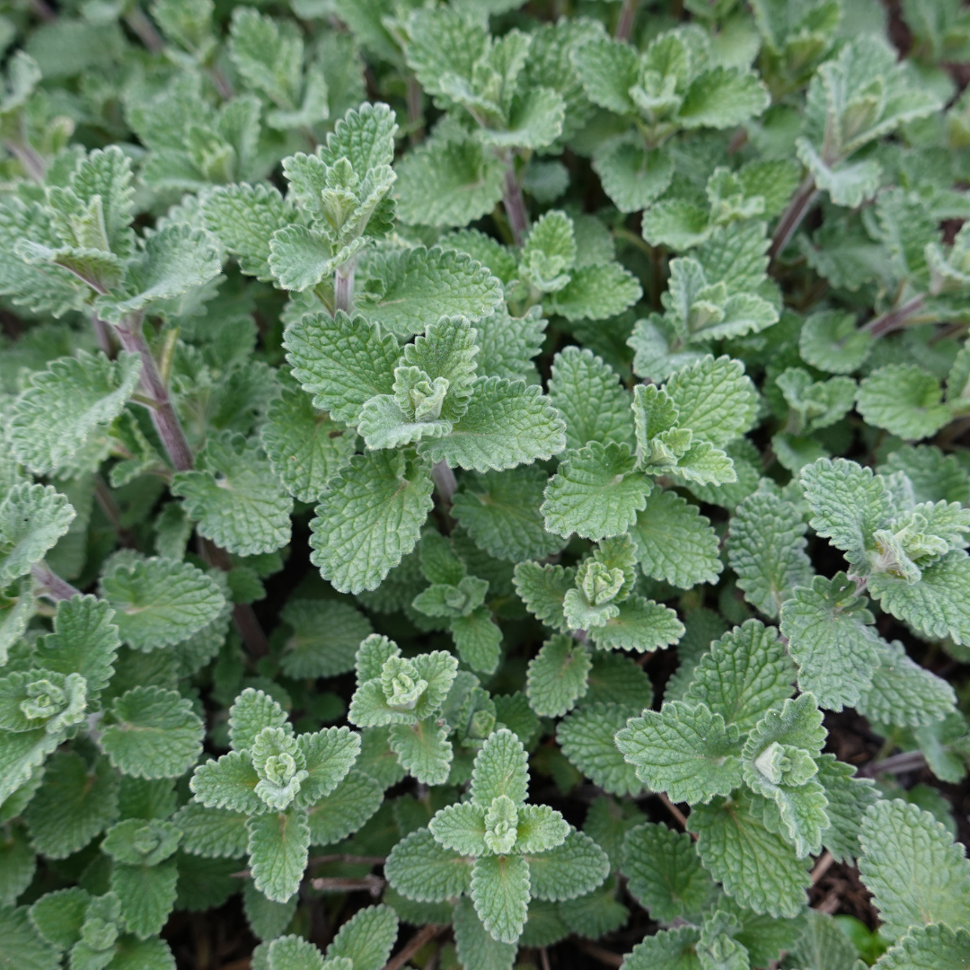 12x Nepeta faassenii - ↕10-25cm - Ø9cm