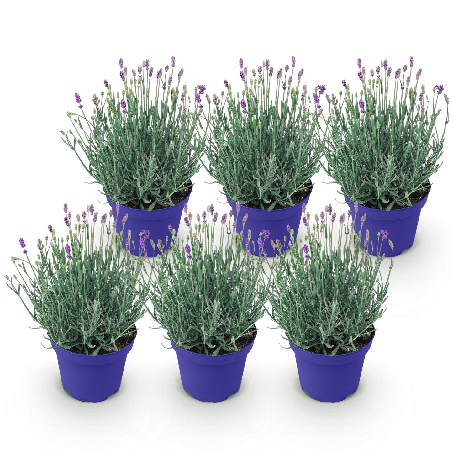 Green boutiQ - Tuinplant - Lavandula angustifolia Hidcote - Lavendel - Winterhard - Paars - 6 Planten - Pot 12cm - Hoogte 15-25cm