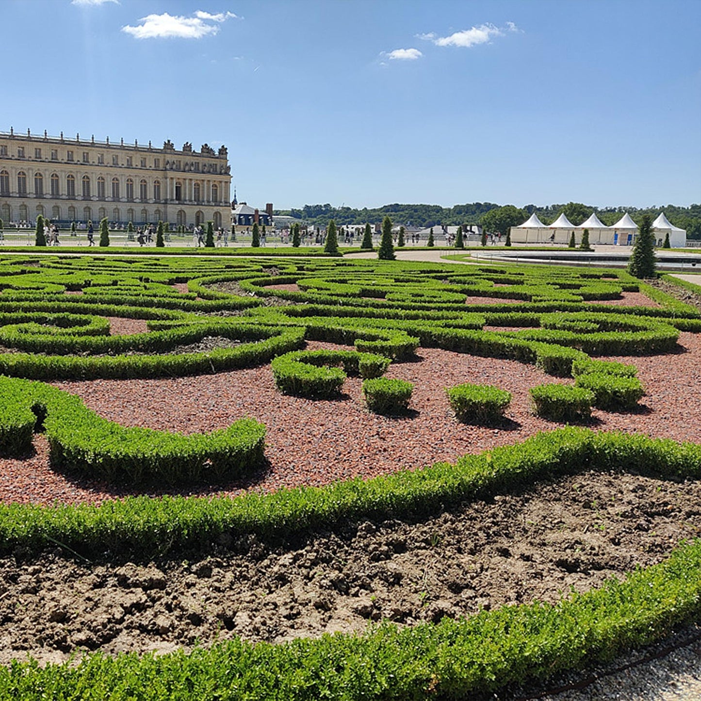 Green boutiQ - Buxus Haag - BetterBuxus Babylon Beauty - Resistant tegen de Buxus schimmel - 4 planten - 1 strekkende meter - pot 19cm hoogte 50-55