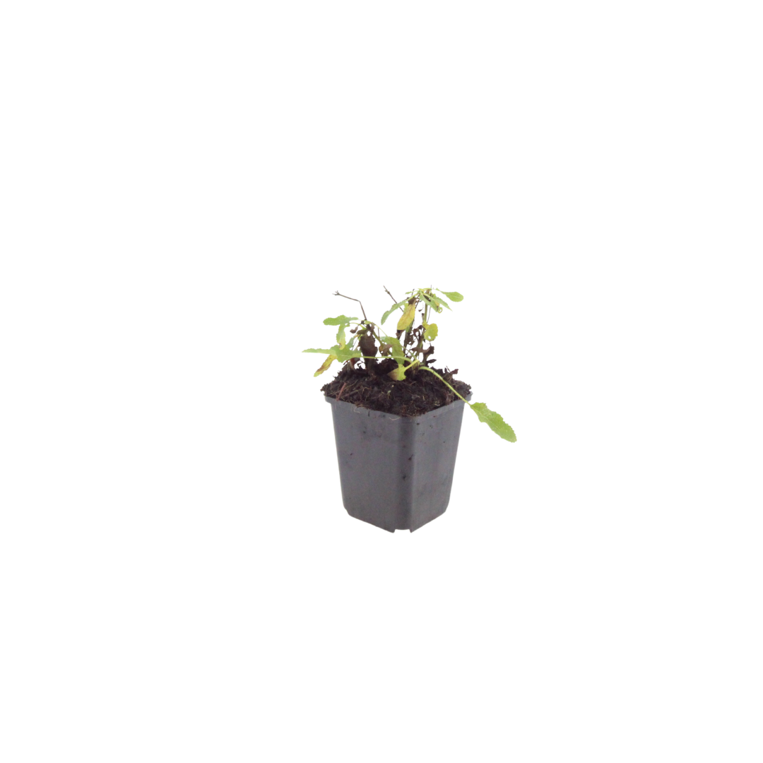 48x Salvia n. 'Schneehugel' - ↕10-25cm - Ø9cm