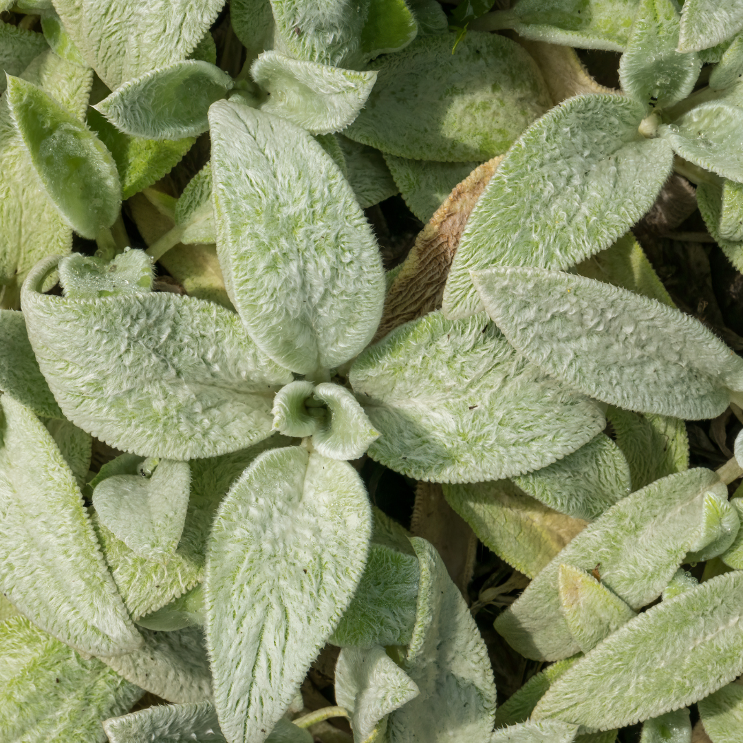 12x Stachys byzantina 'Silver Carpet' - ↕10-25cm - Ø9cm
