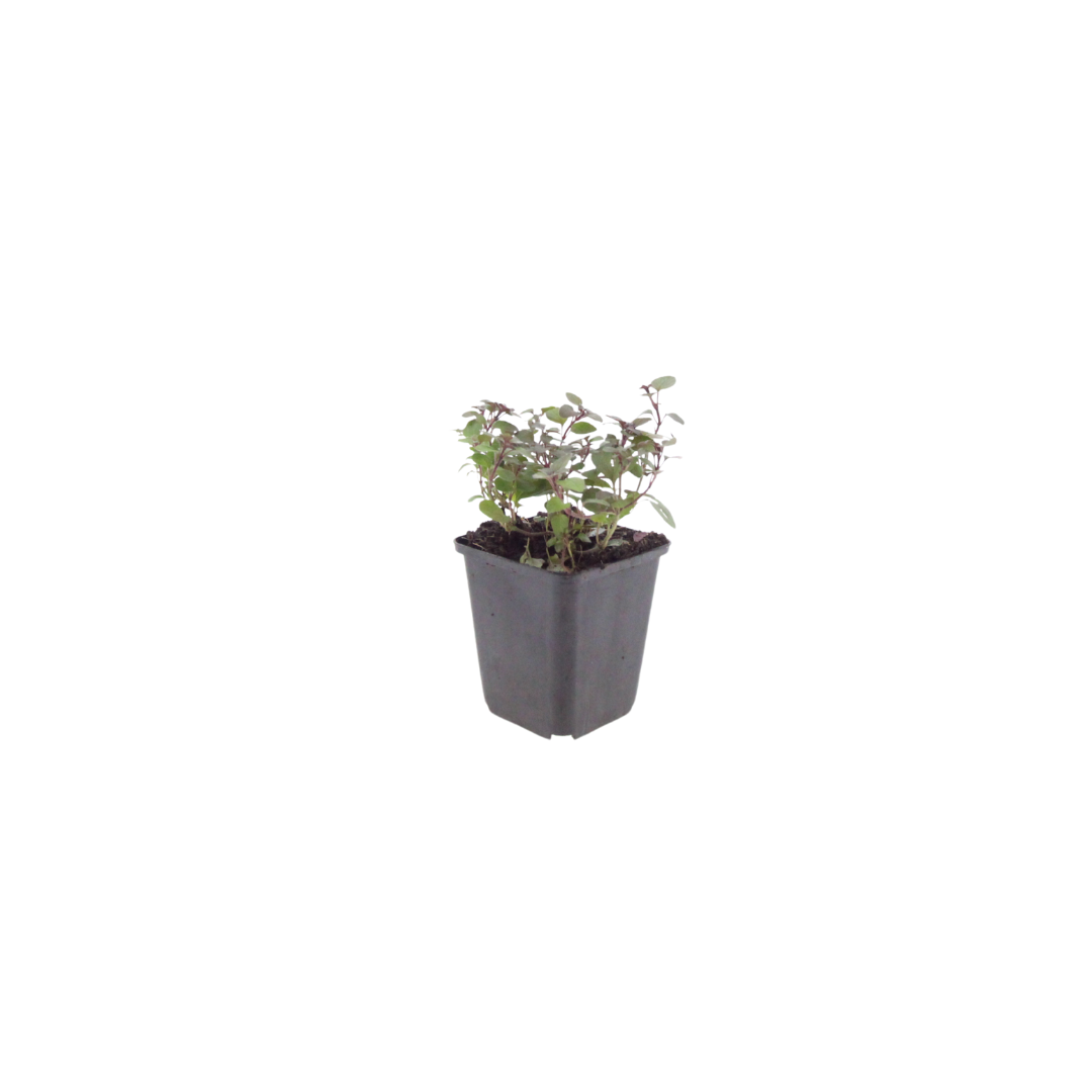 48x Origanum laevigatum 'Herrenhausen' - ↕10-25cm - Ø9cm