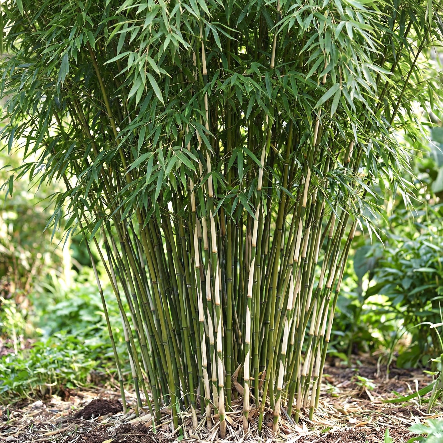 Green boutiQ - Grassen - Fargesia robusta Pingwu - Niet Woekerende Bamboe - Bladhoudend - Groen - 2 Planten - Pot 23 cm - Hoogte 80 cm