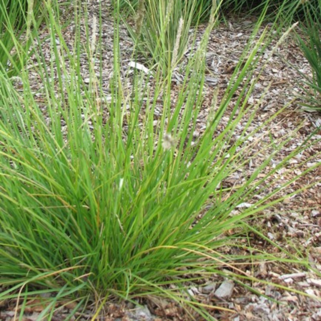 6x Sesleria autumnalis - ↕10-25cm - Ø9cm