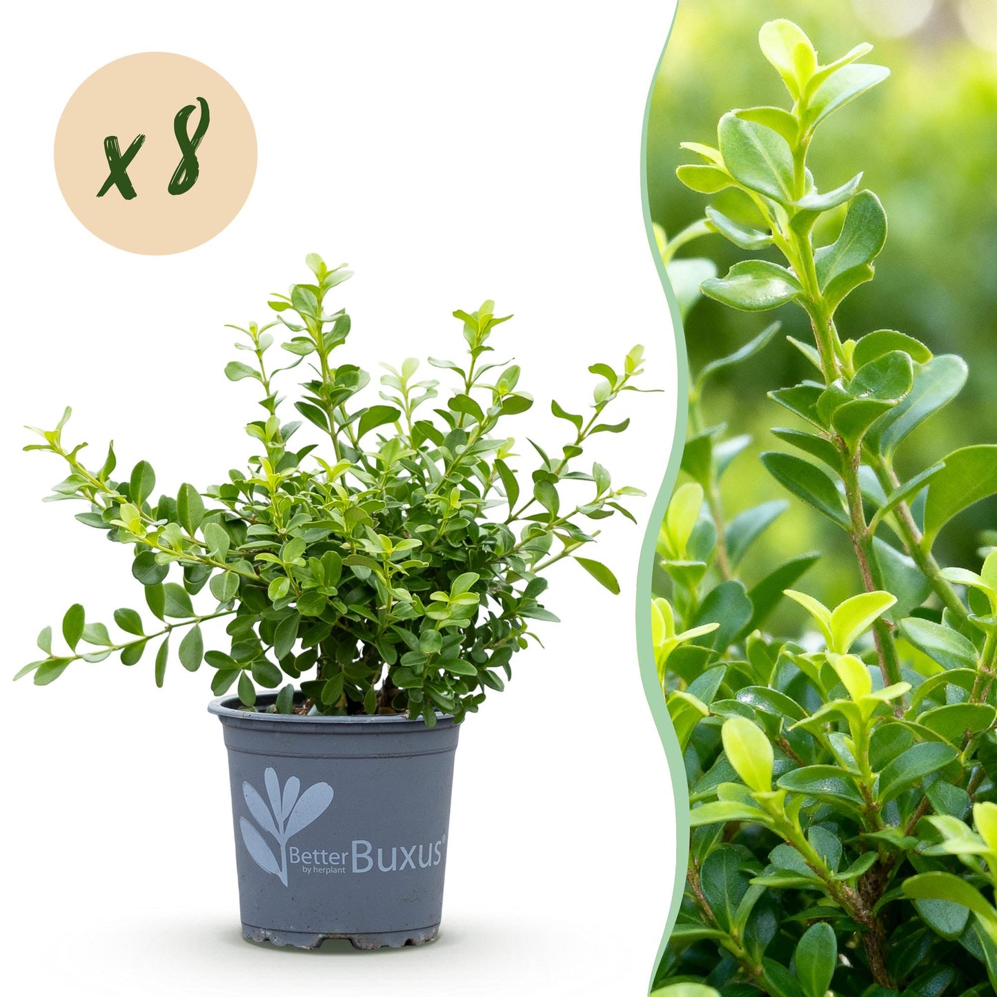 Green boutiQ - Buxus Haag - BetterBuxus Babylon Beauty - Resistant tegen de Buxus schimmel - 8 planten - 1 strekkende meter - pot 9cm hoogte 20-25