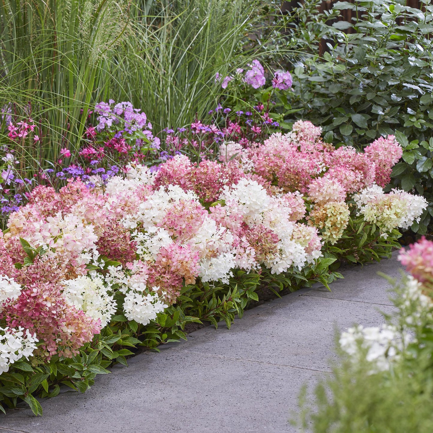 Green boutiQ - Tuinplant - Hydrangea panniculata Groundbreaker Blush - Pluimhortensia - Winterhard - Roze - 2 Planten - Pot 14cm - Hoogte 20-25cm