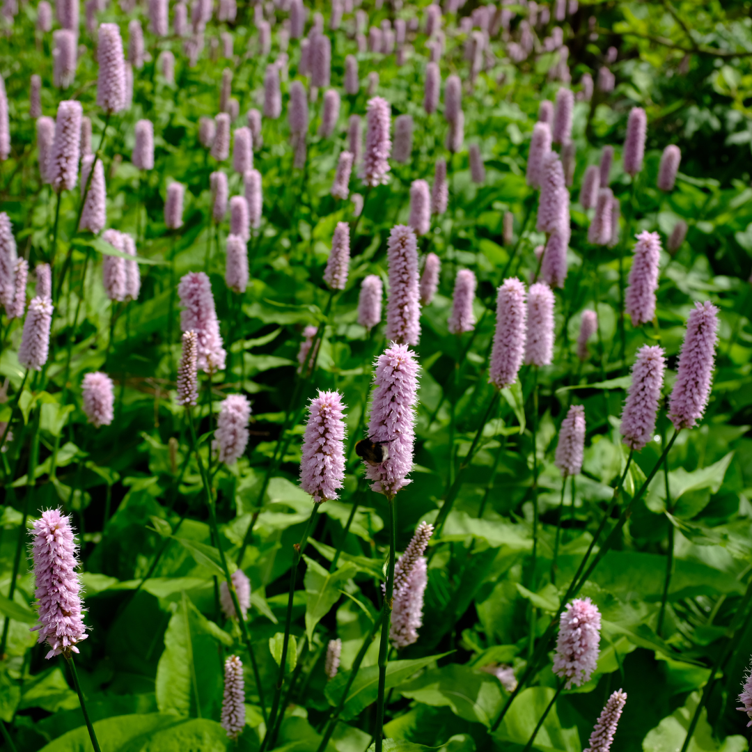 24x Persicaria aff. 'Superba' - ↕10-25cm - Ø9cm