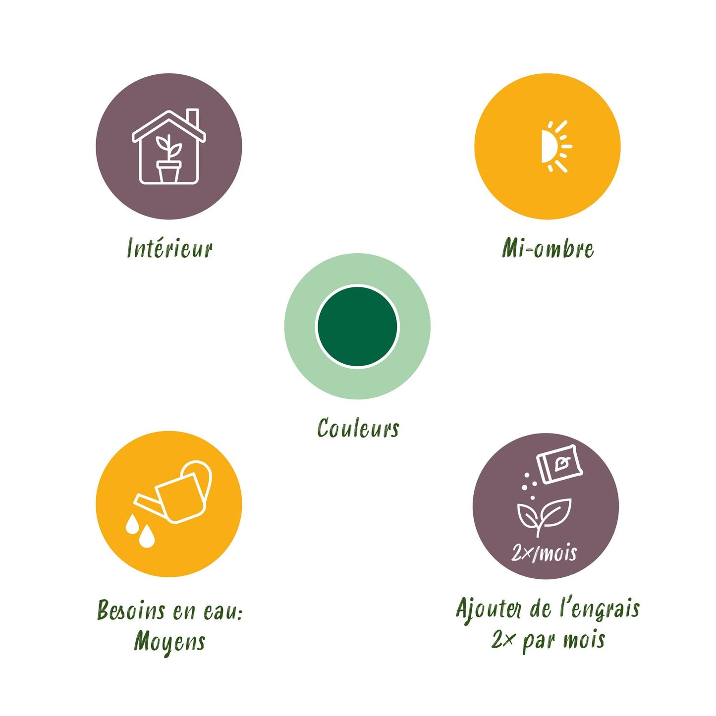 Green boutiQ - Kamerplant - Howea Forsteriana - Kentia Palm - Weinig Onderhoud - Groen - 1 Plant - met Mand - Pot 19cm - Hoogte 80-85cm