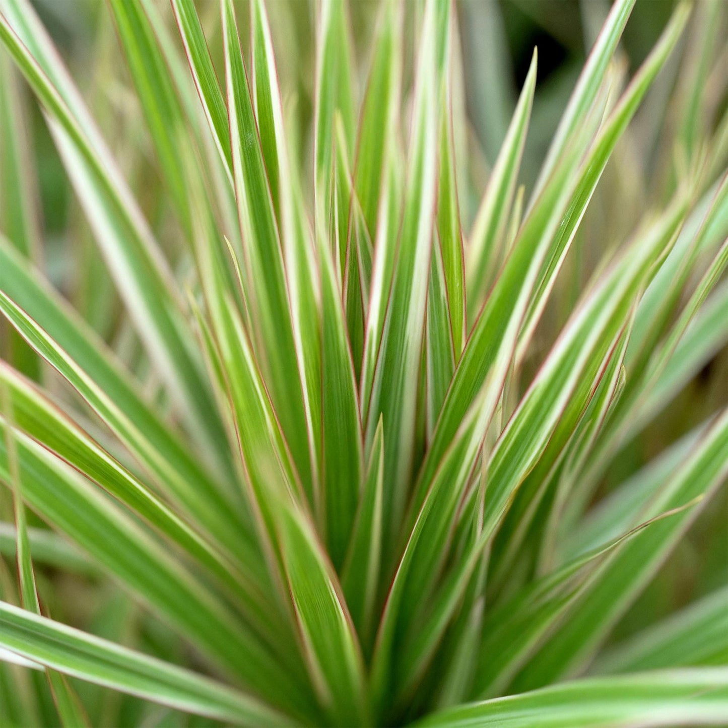 Green BoutiQ - Kamerplanten - Dracaena Marginata Bicolor - Drakenbloedboom - Weinig onderhoud - Groen - 1 Plant - met Potter Wit - Pot 21cm - Hoogte 90-100cm
