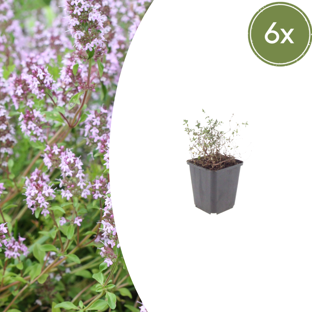 6x Thymus vulgaris - ↕10-25cm - Ø9cm