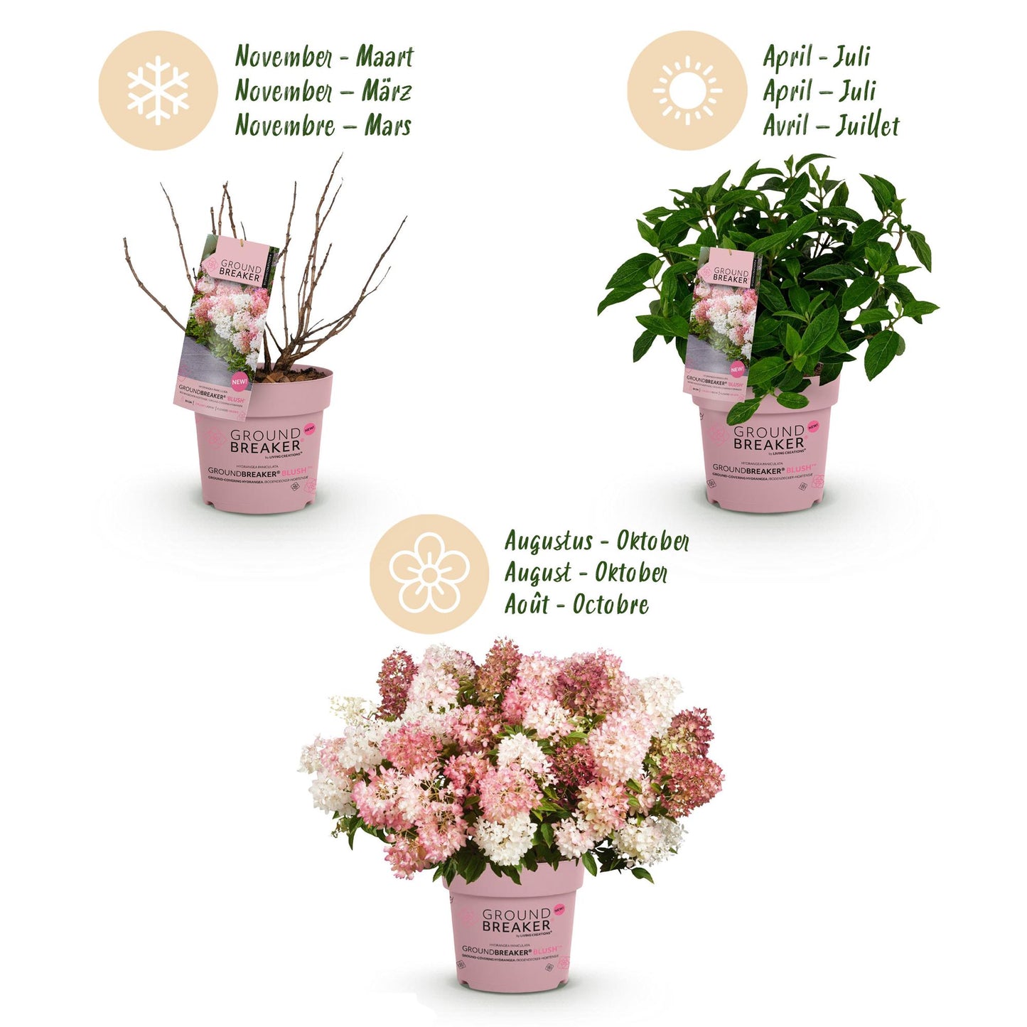 Green boutiQ - Tuinplant - Hydrangea panniculata Groundbreaker Blush - Pluimhortensia - Winterhard - Roze - 8 Planten - Pot 14cm -Hoogte 20-25cm
