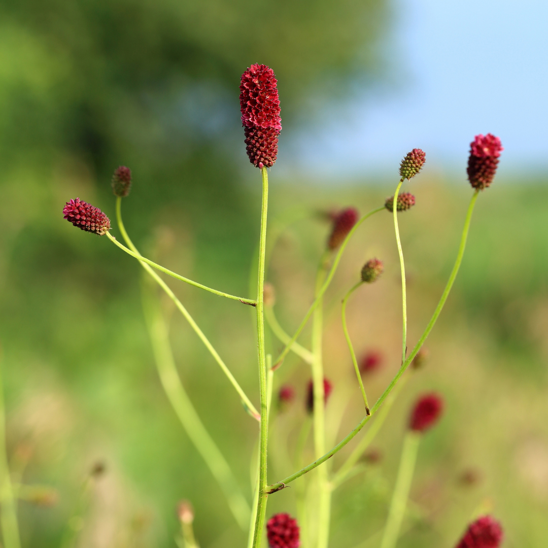60x Sanguisorba o. 'Tanna' - ↕10-25cm - Ø9cm