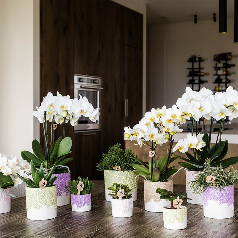 Kolibri Home | Bloom sierpot - Lila - Ø6cm